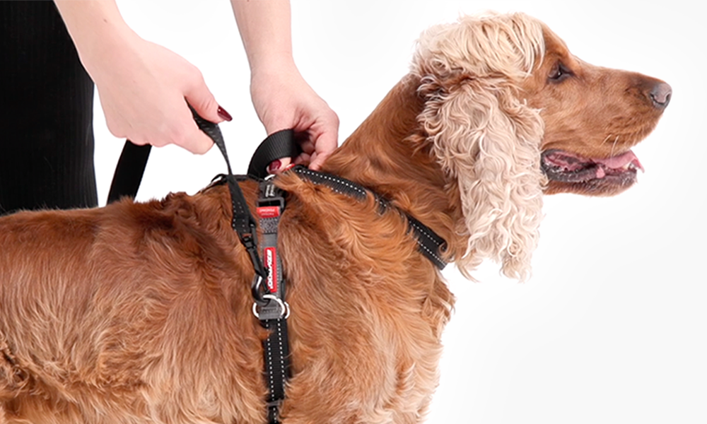 Proofing puppy harness training in the real world