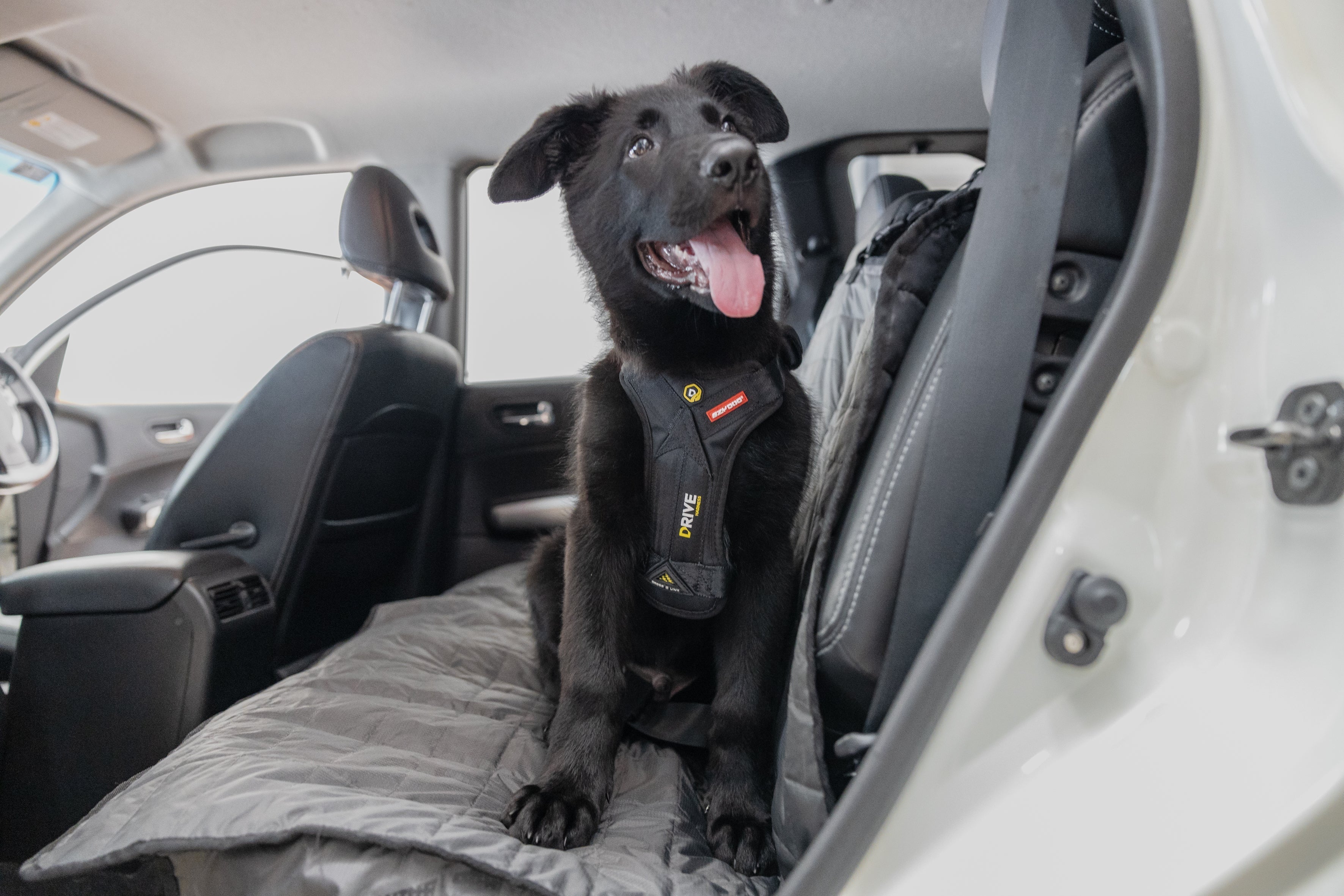 How To Choose The Best Dog Car Safety Harness (Crash-Tested & Reviewed)