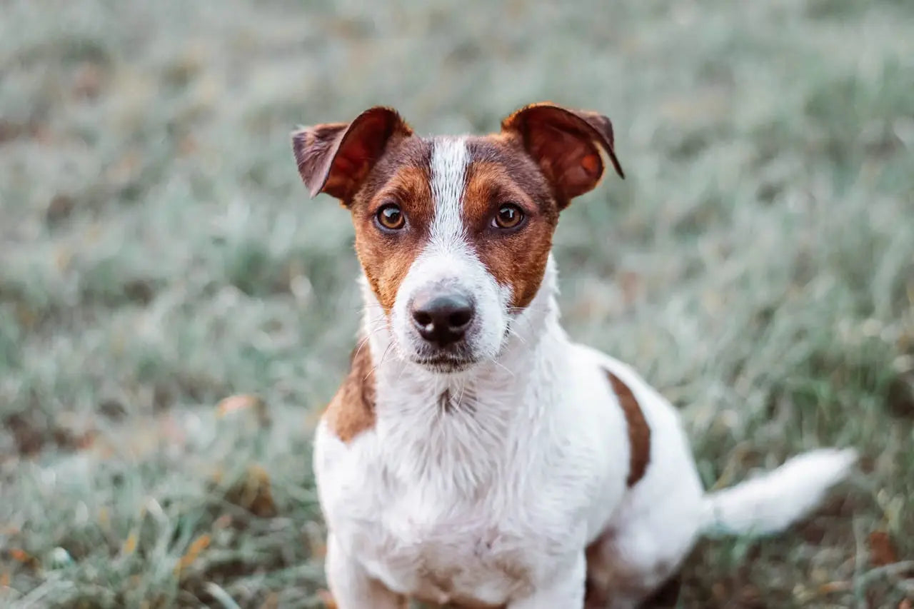 close-up of a Jack Russell Terrier dog outdoors