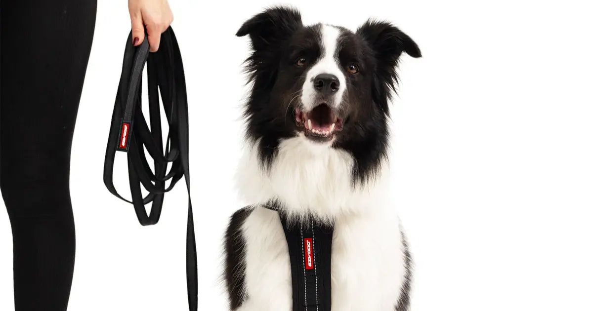 Black and white Border Collie sitting with EzyDog Track N Train lead
