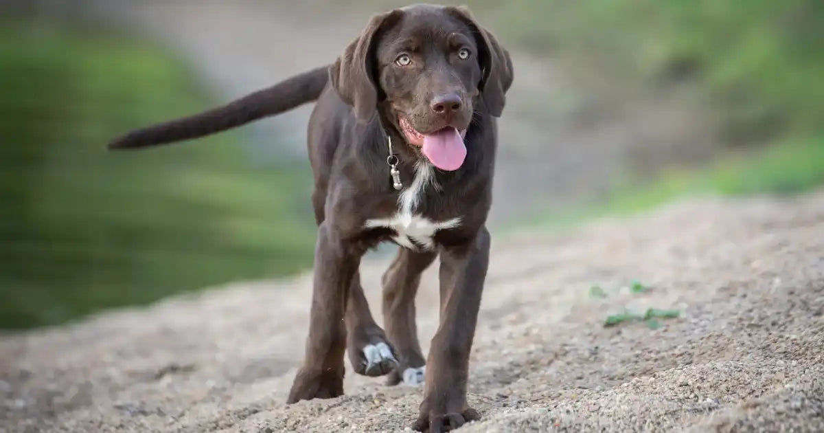 Young brown Labrador with tongue out walking outdoors