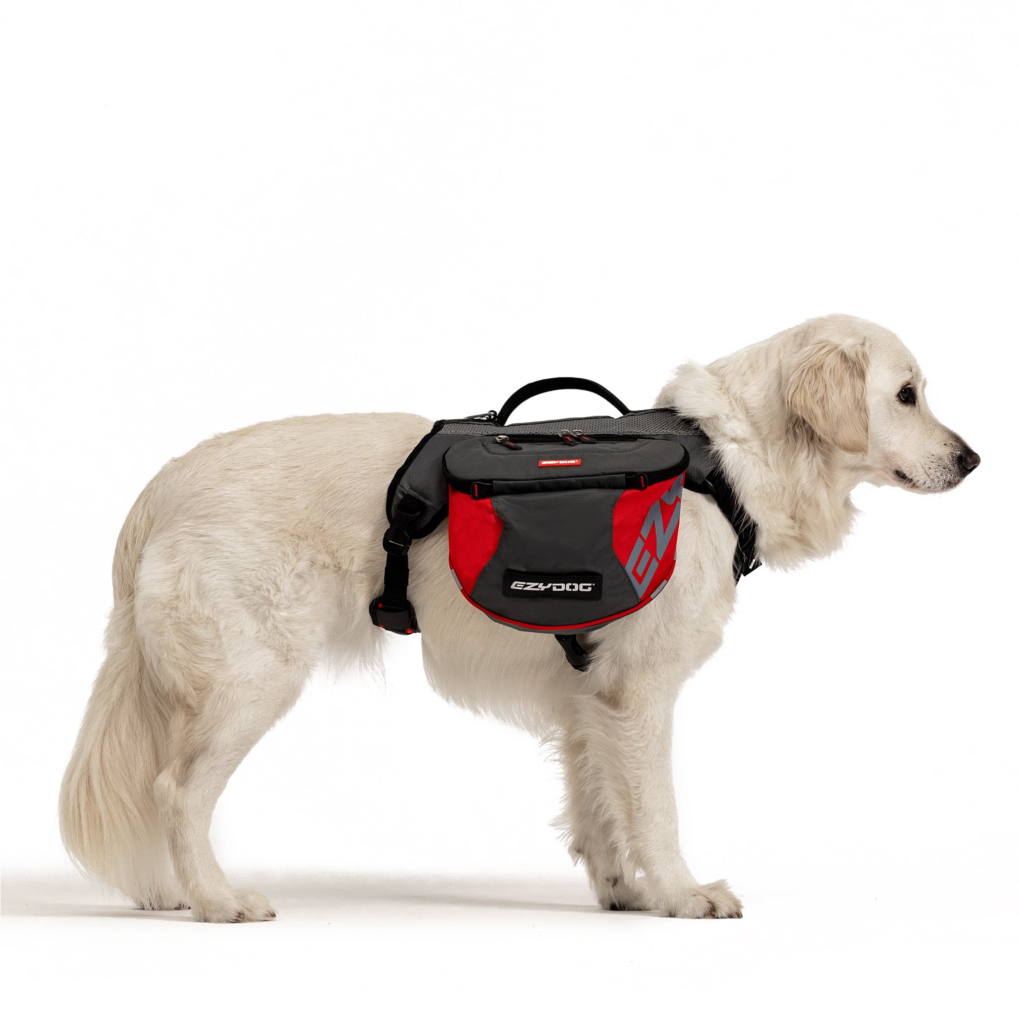 Golden Retriever wearing EzyDog red dog backpack