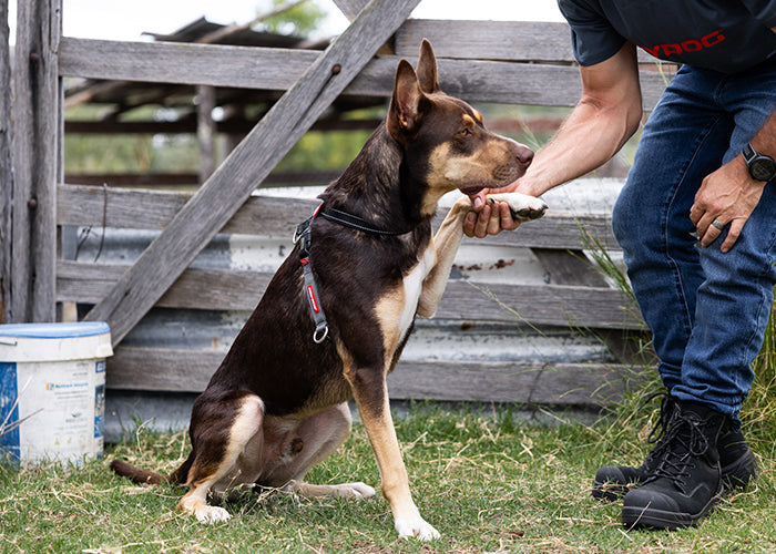 Ezy Walks For Strong Pullers