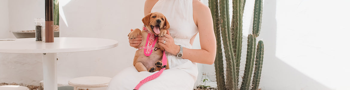 New Puppy Starter Kit