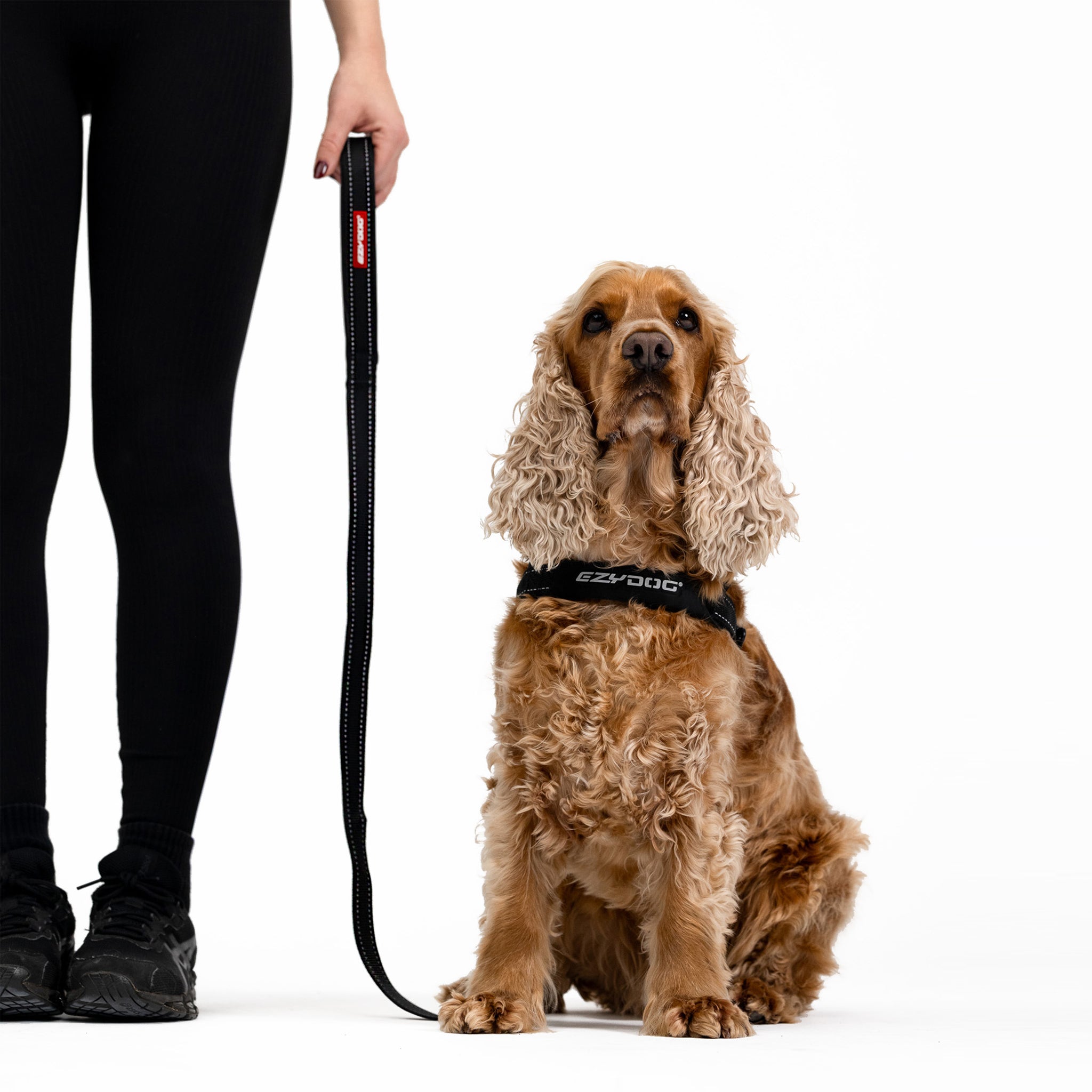Golden Cocker Spaniel wearing an EzyDog harness with the Essential Leash.