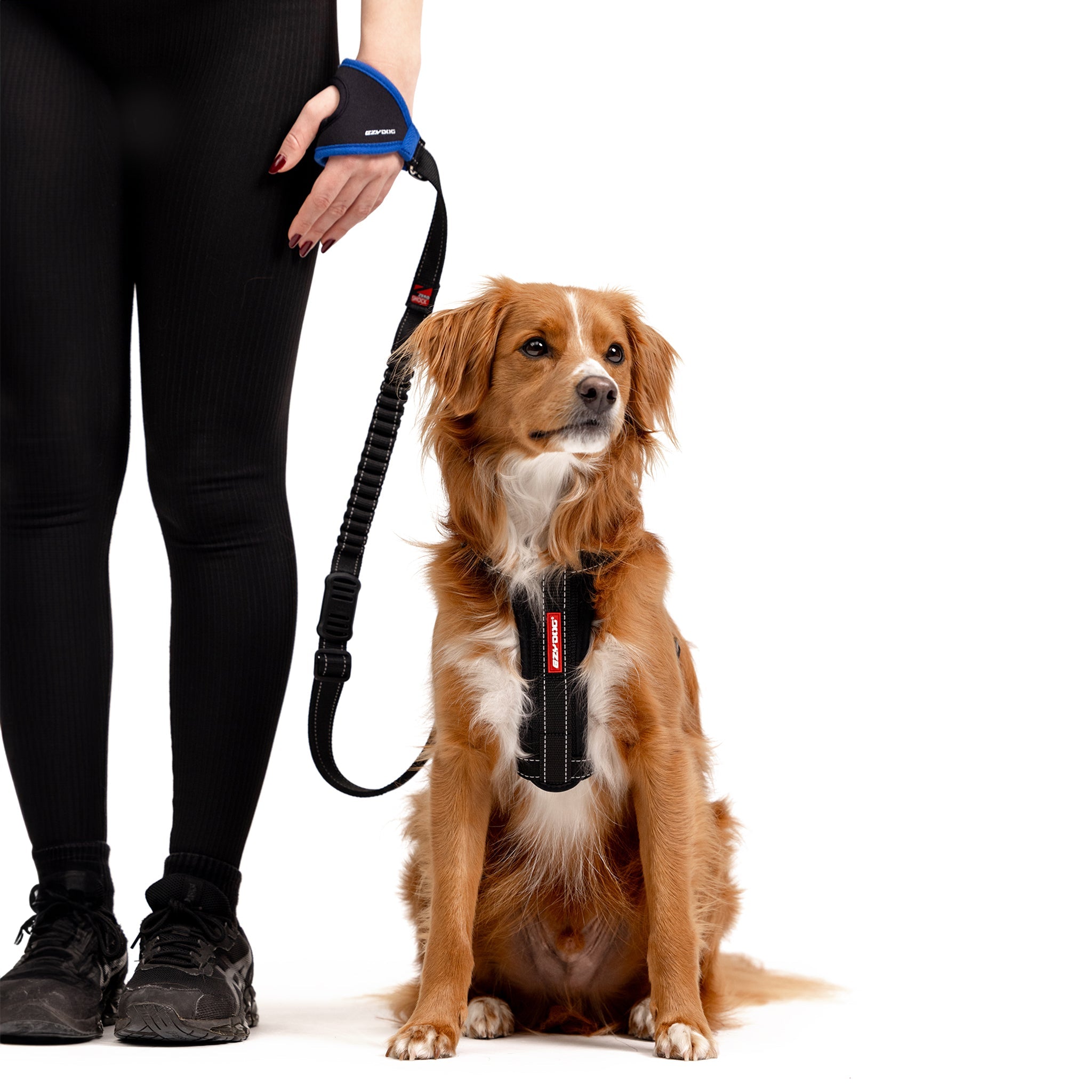 Golden Cocker Spaniel on an EzyDog leather leash with owner standing.
