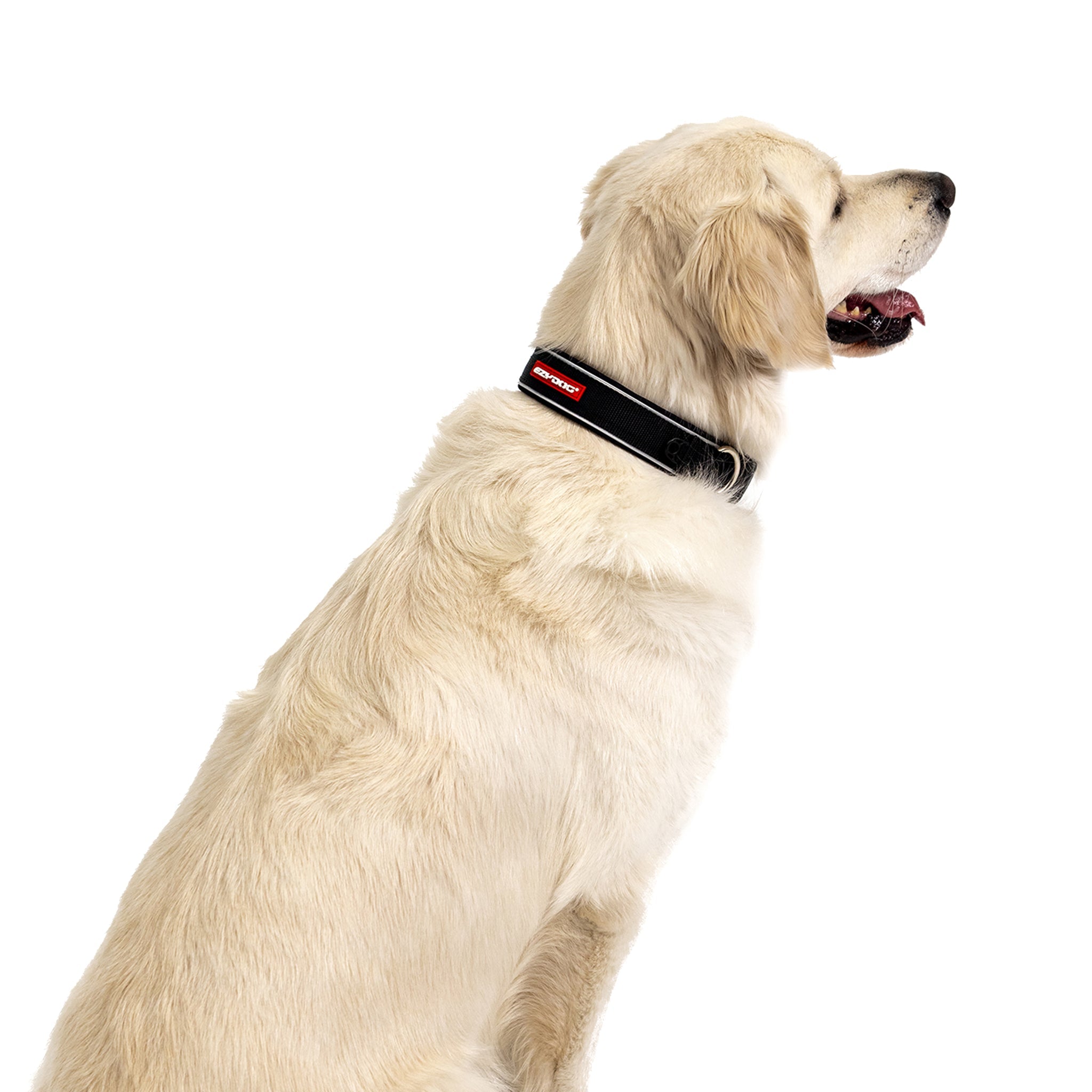 Large Dog with Neo Classic Collar