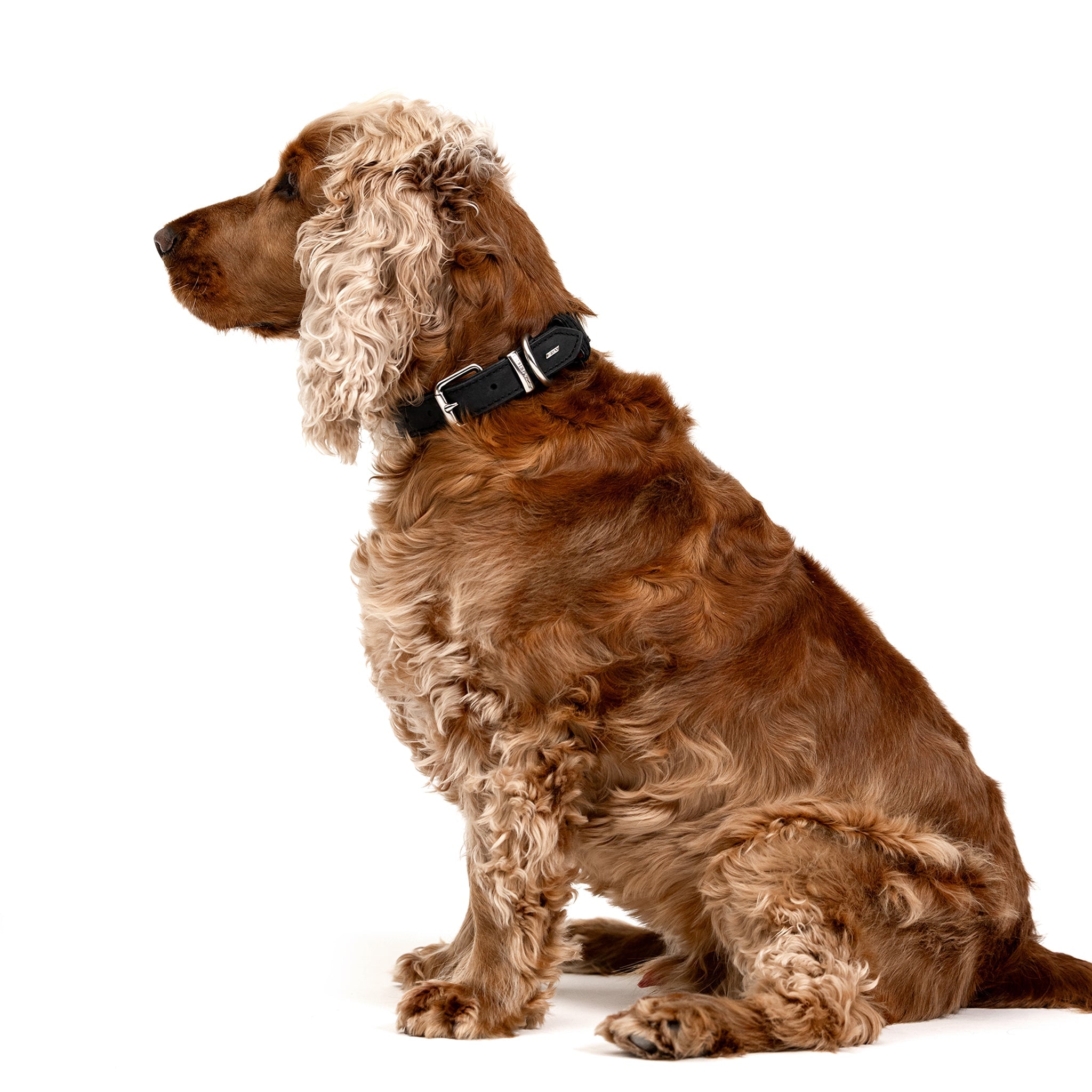 Oxford leather collar