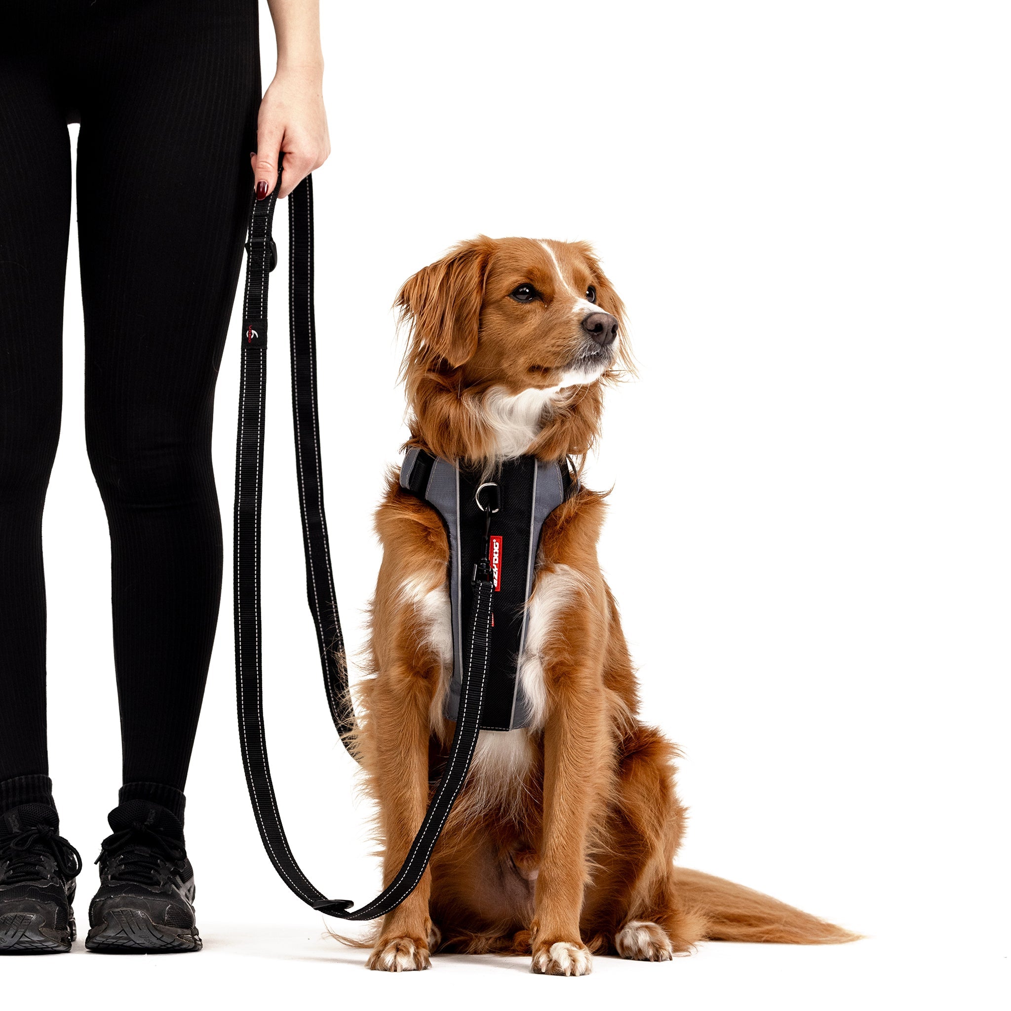 A person standing next to a brown dog that is wearing a black multi-functional leash.