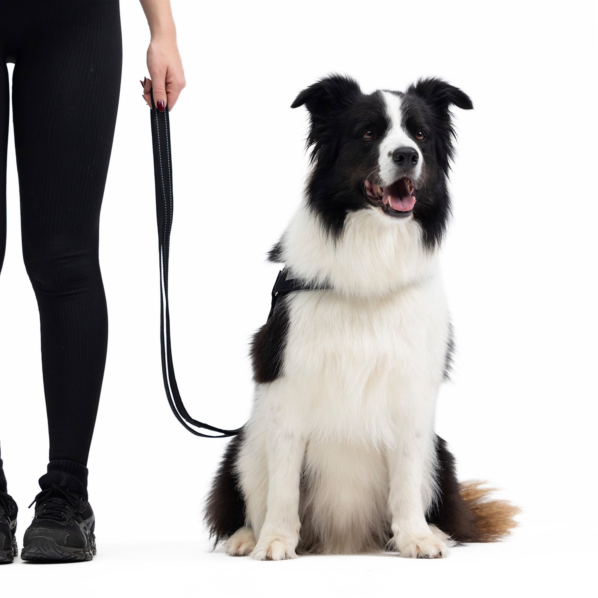 Brown dog sitting beside owner wearing an EzyDog harness and leash.