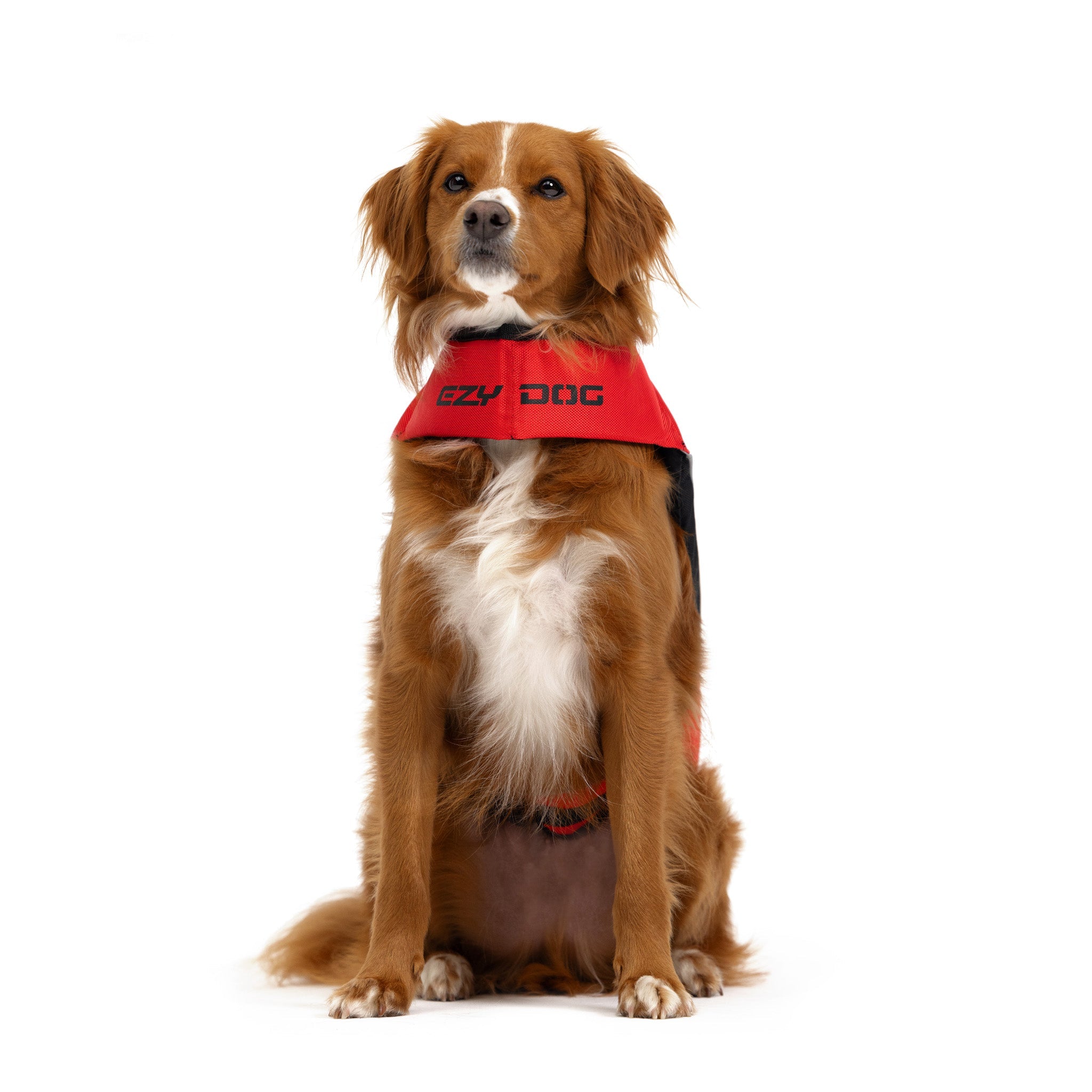 Dog wearing an EzyDog DFD Boost life jacket in red with black straps for safety.