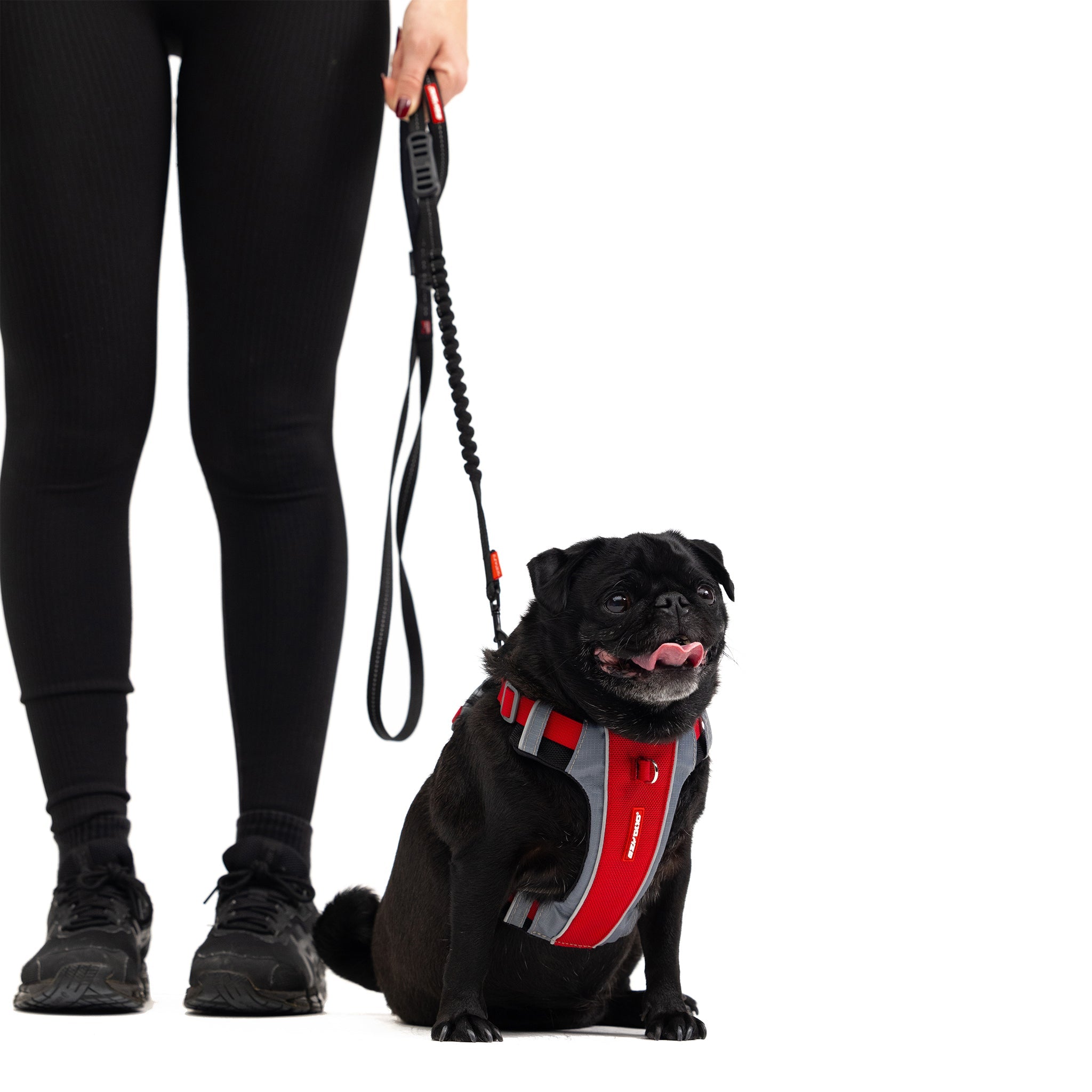 Person walking a black pug using an EzyDog Zero Shock Lite leash.