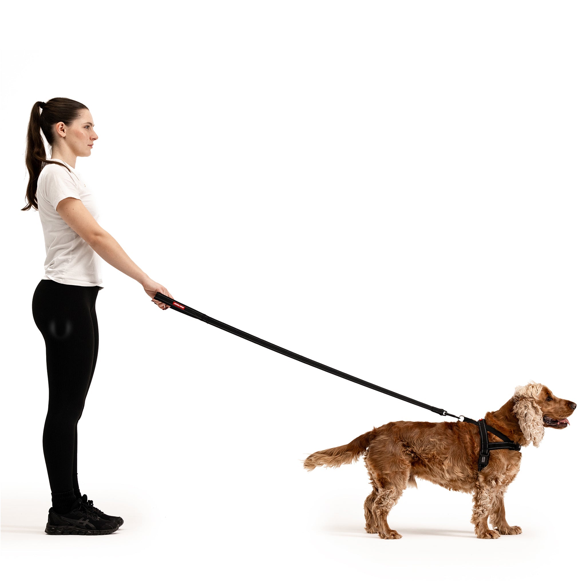 Golden Cocker Spaniel wearing an EzyDog harness with the Essential Leash.
