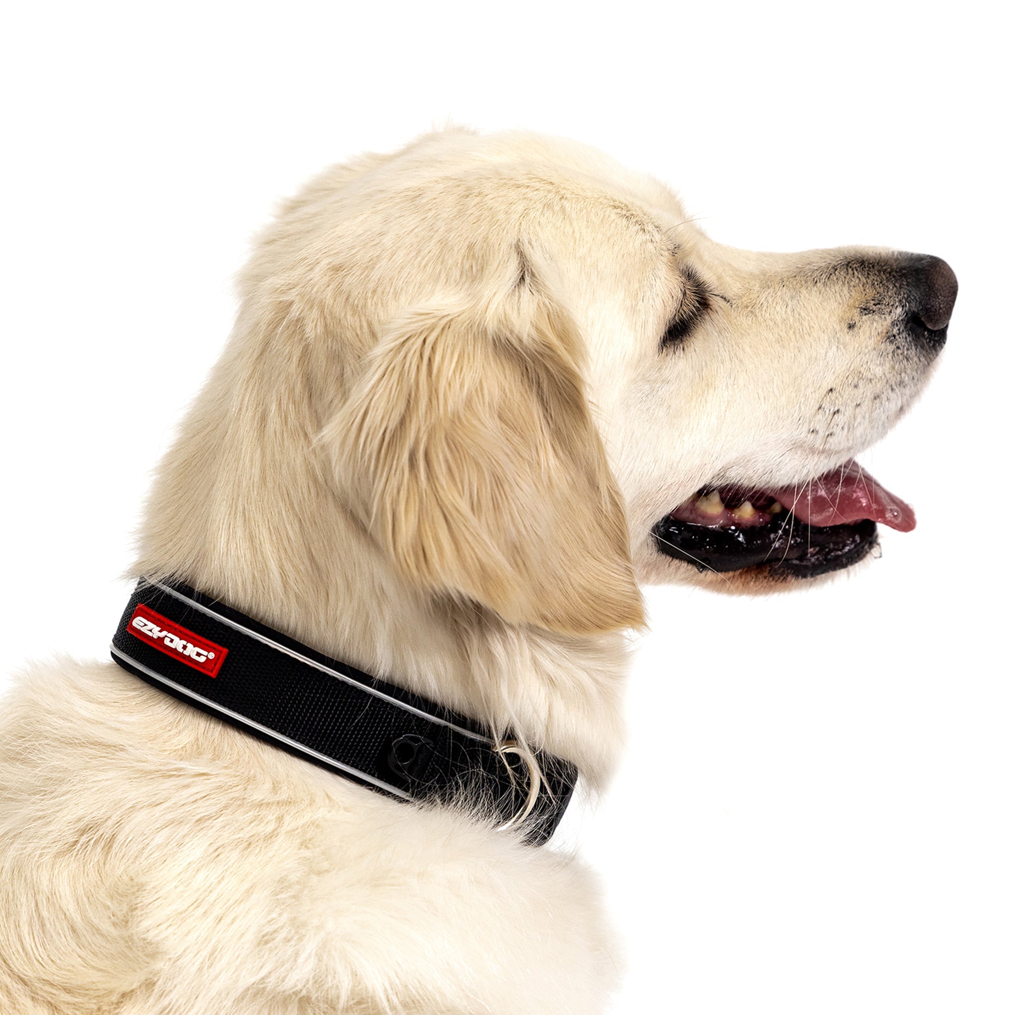 Closeup of dog with Neo Classic Collar
