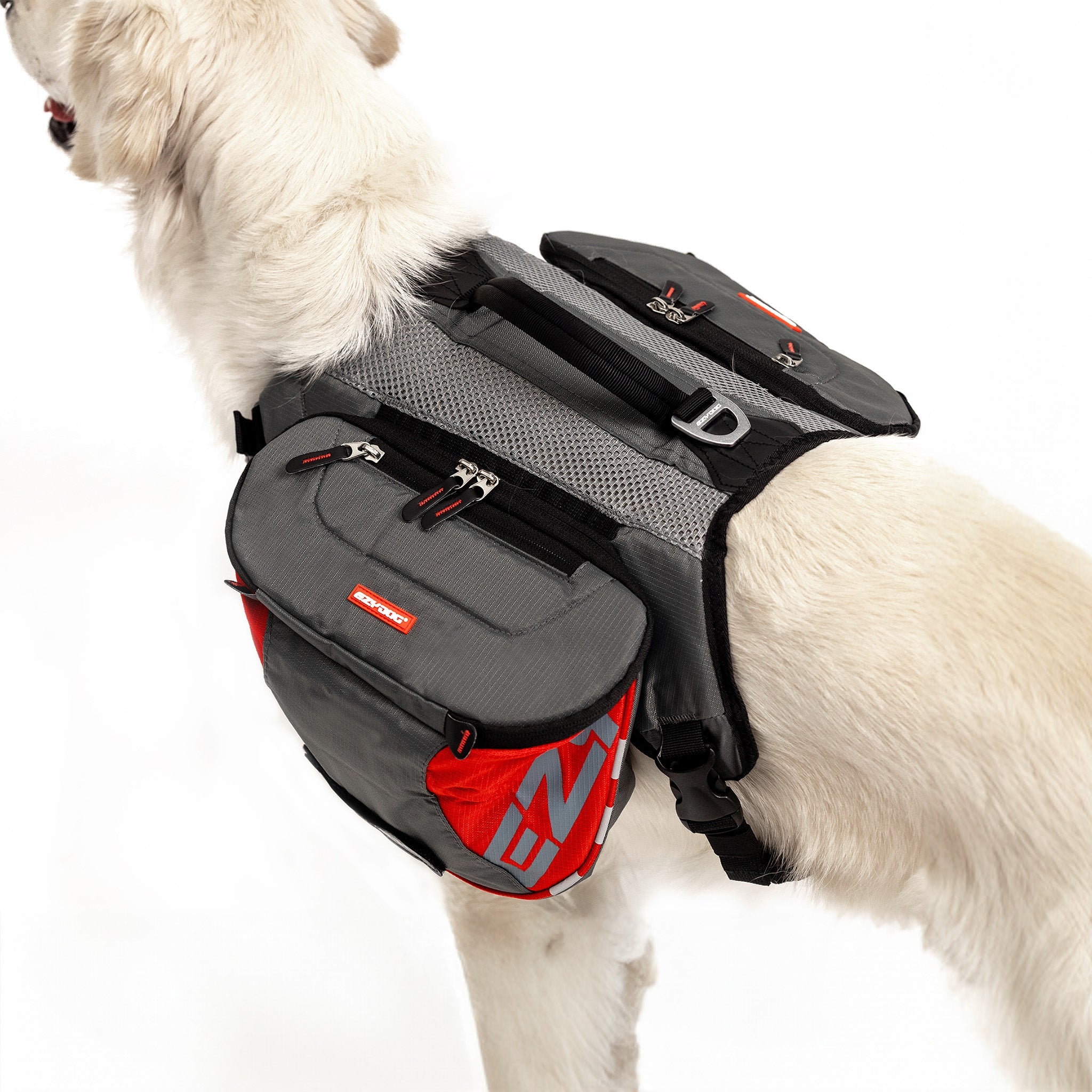 Dog with Summit Dog Backpack