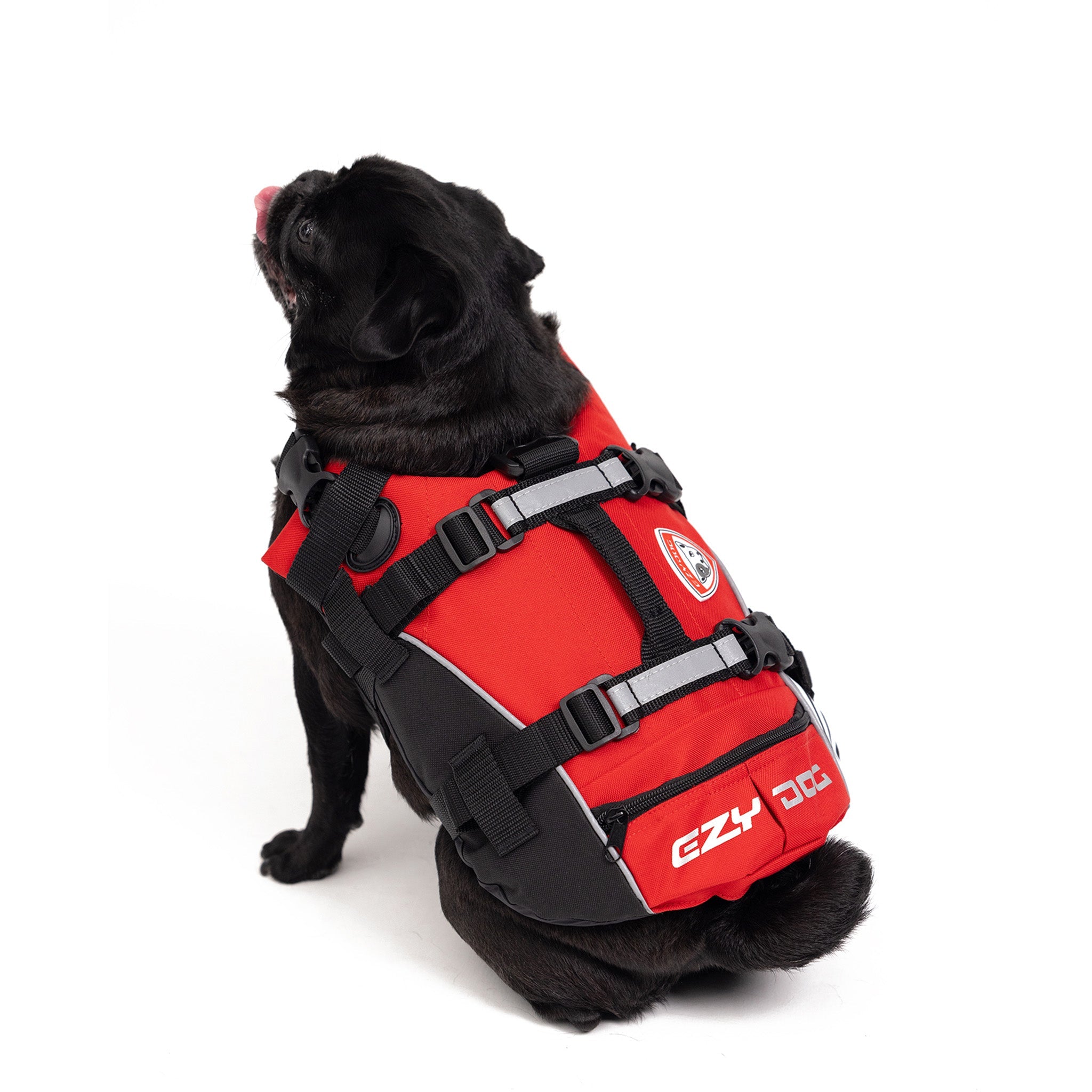 Black pug wearing a red EzyDog life jacket with adjustable straps.