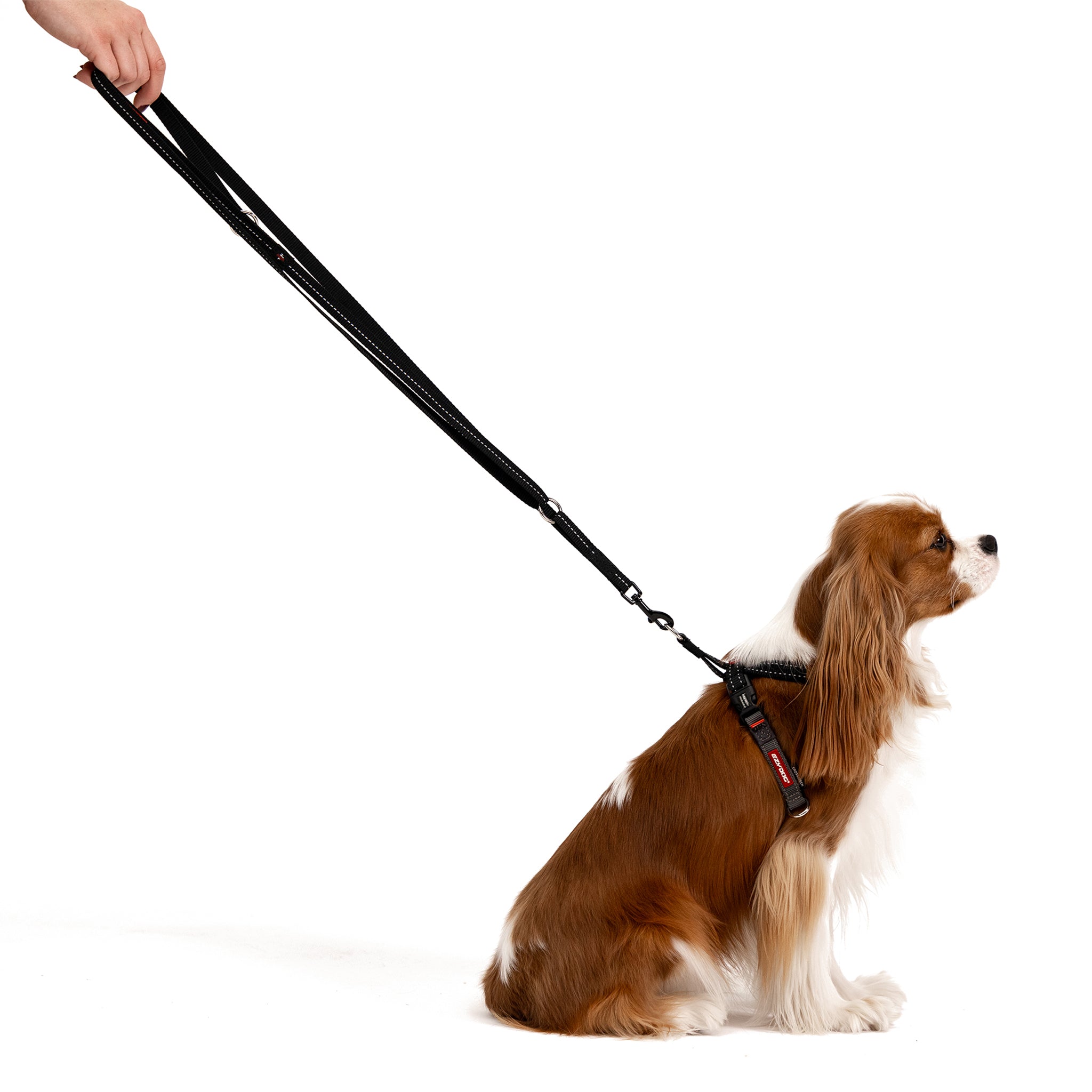 Small dog held with Vario 4 LITE Leash