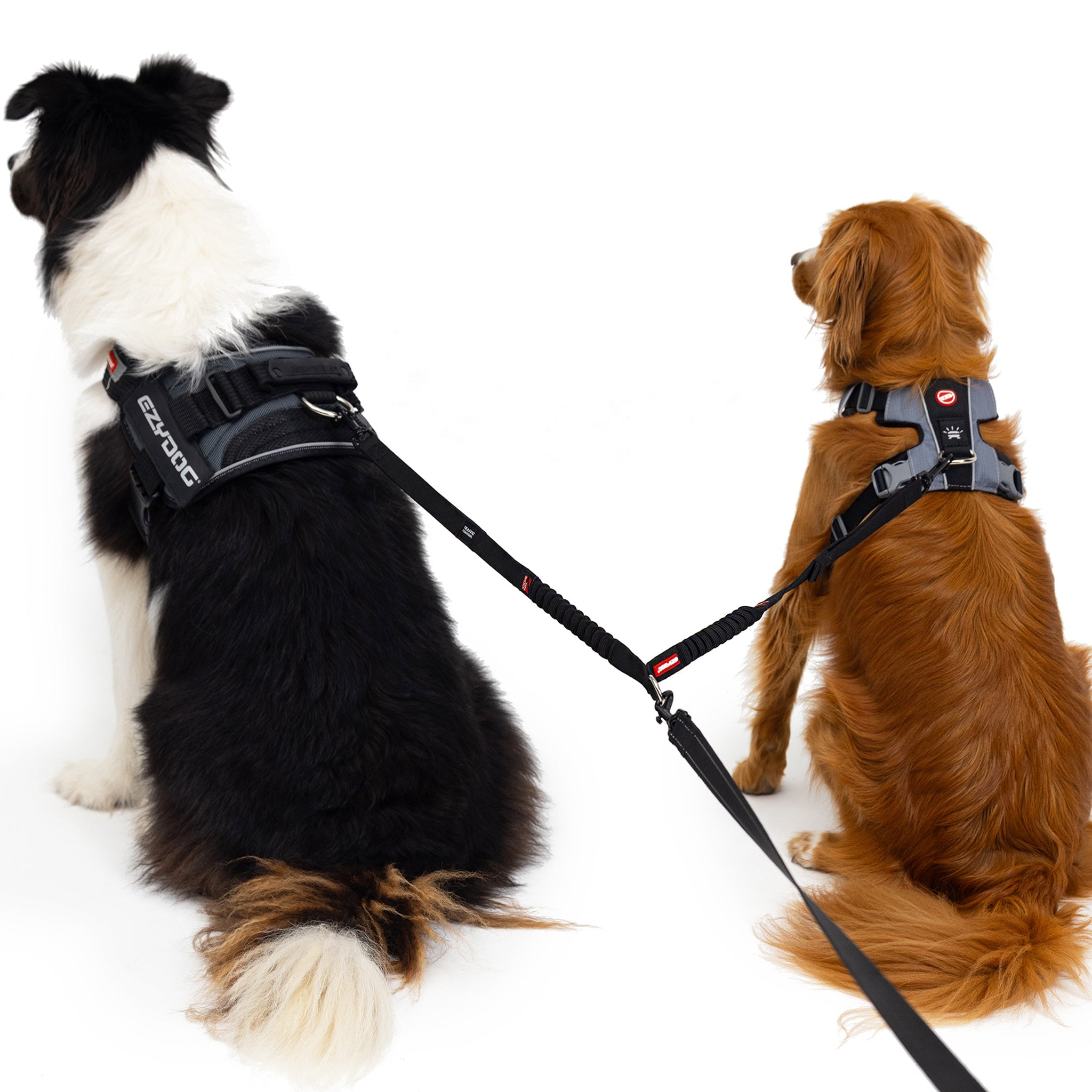two dogs controlled with EzyDog Zero Shock Coupler