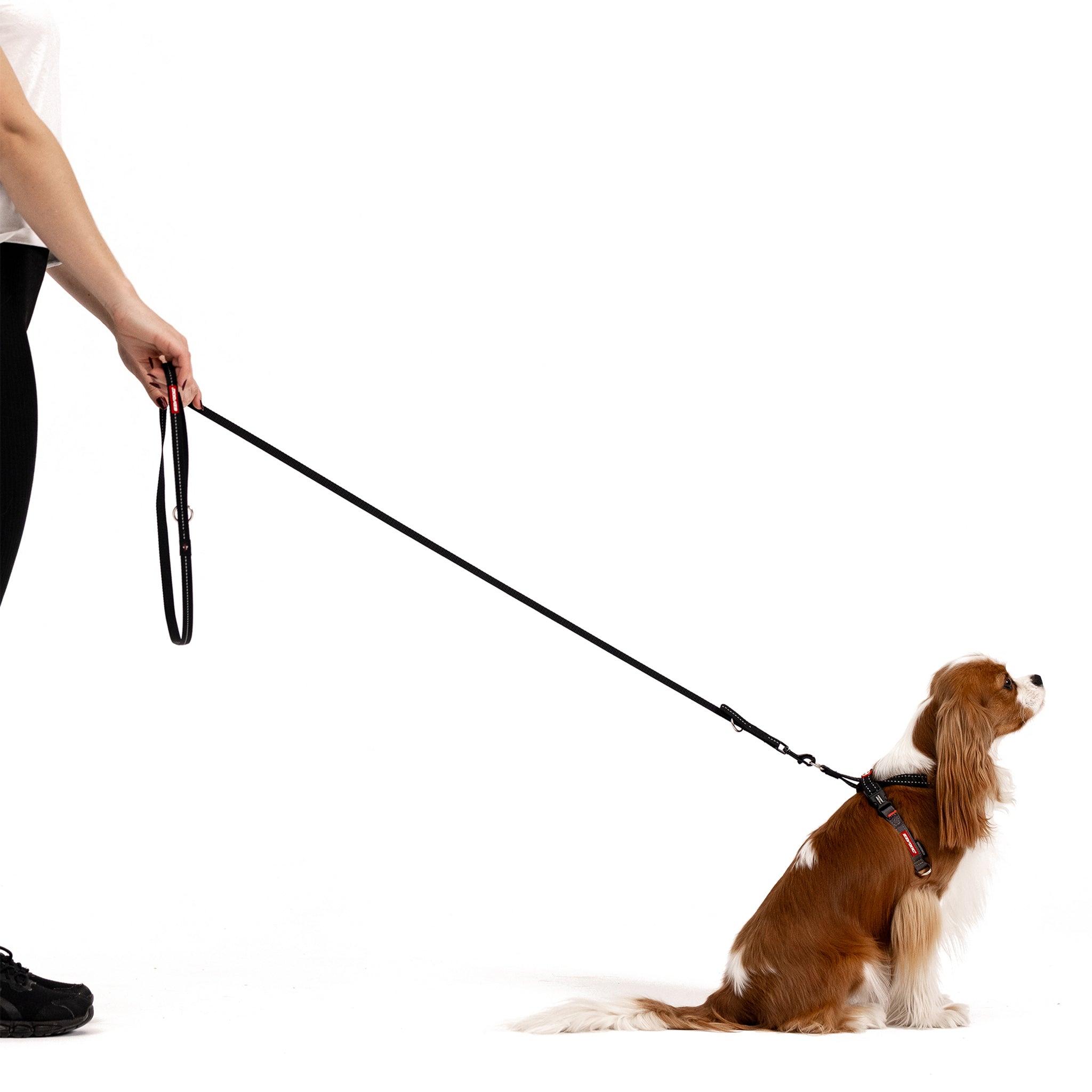 Woman holding a small dog with EzyDog Vario 4 LITE Leash