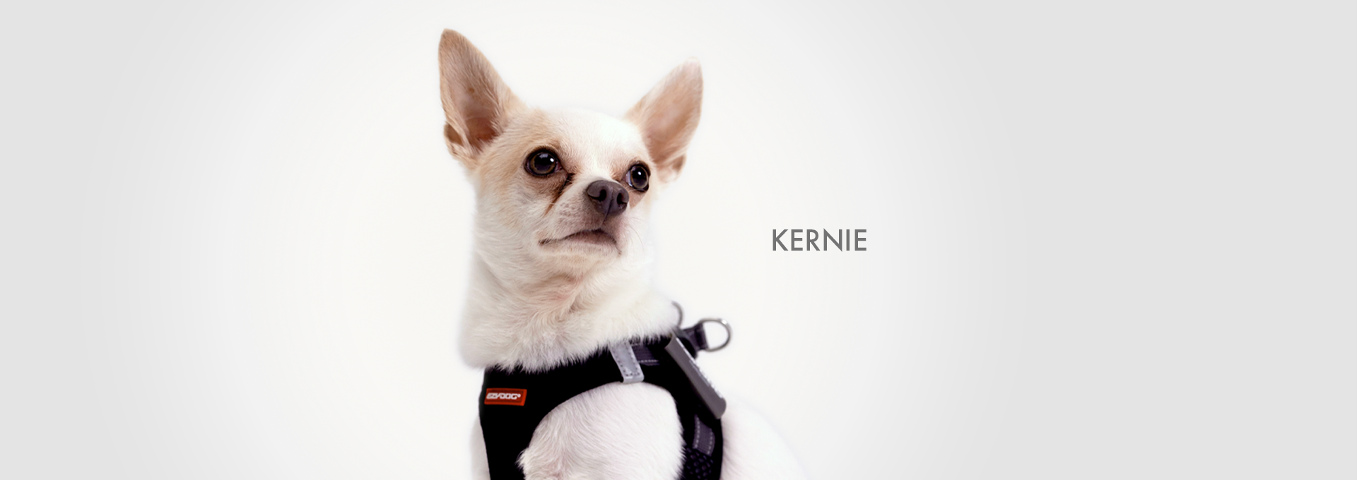 Chihuahua named Kernie wearing an EzyDog harness, looking alert.