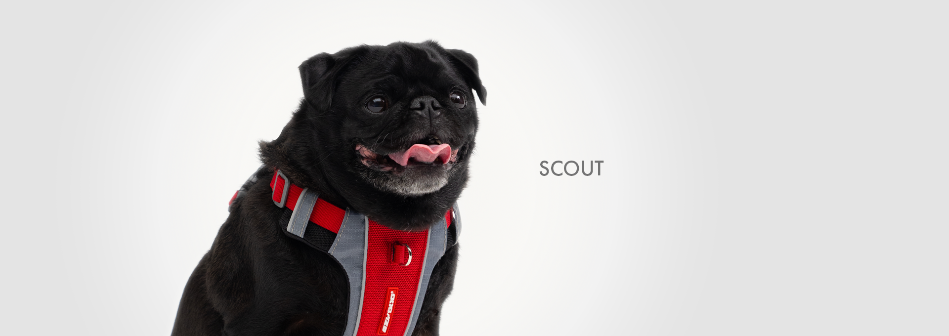 Black pug named Scout wearing a red EzyDog harness.