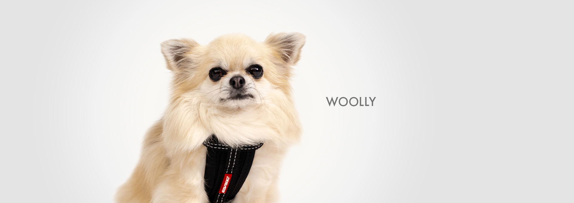 Chihuahua named Woolly in an EzyDog harness.