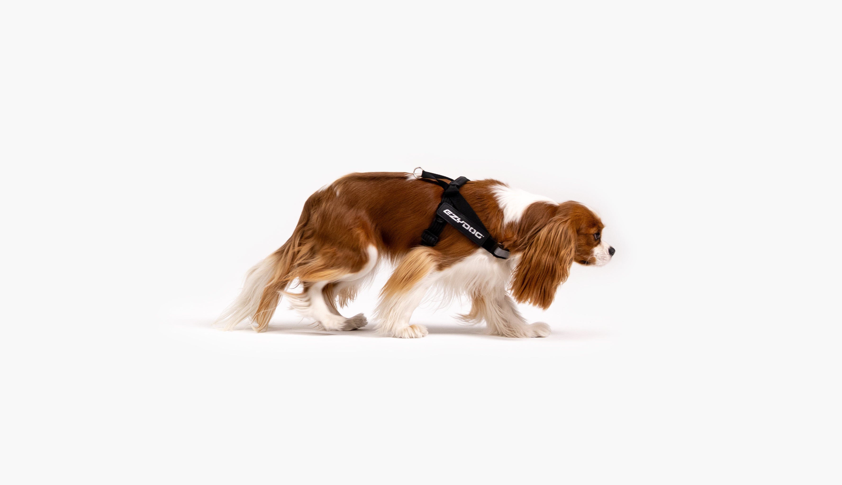 Spaniel wearing an EzyDog harness, walking with controlled posture.