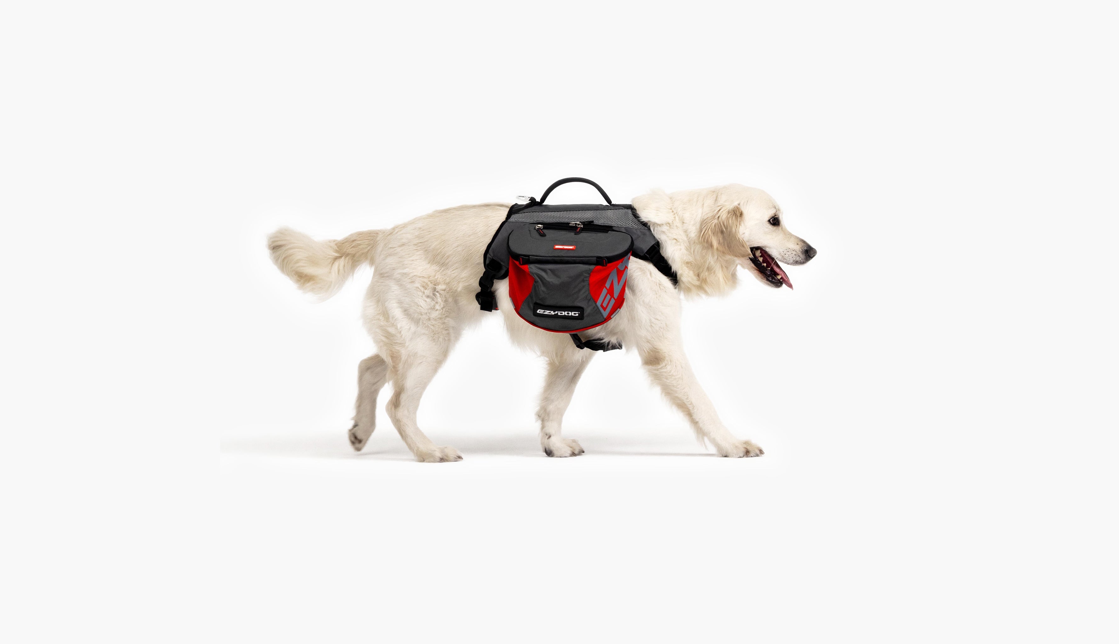 White Golden Retriever carrying an EzyDog backpack while walking.