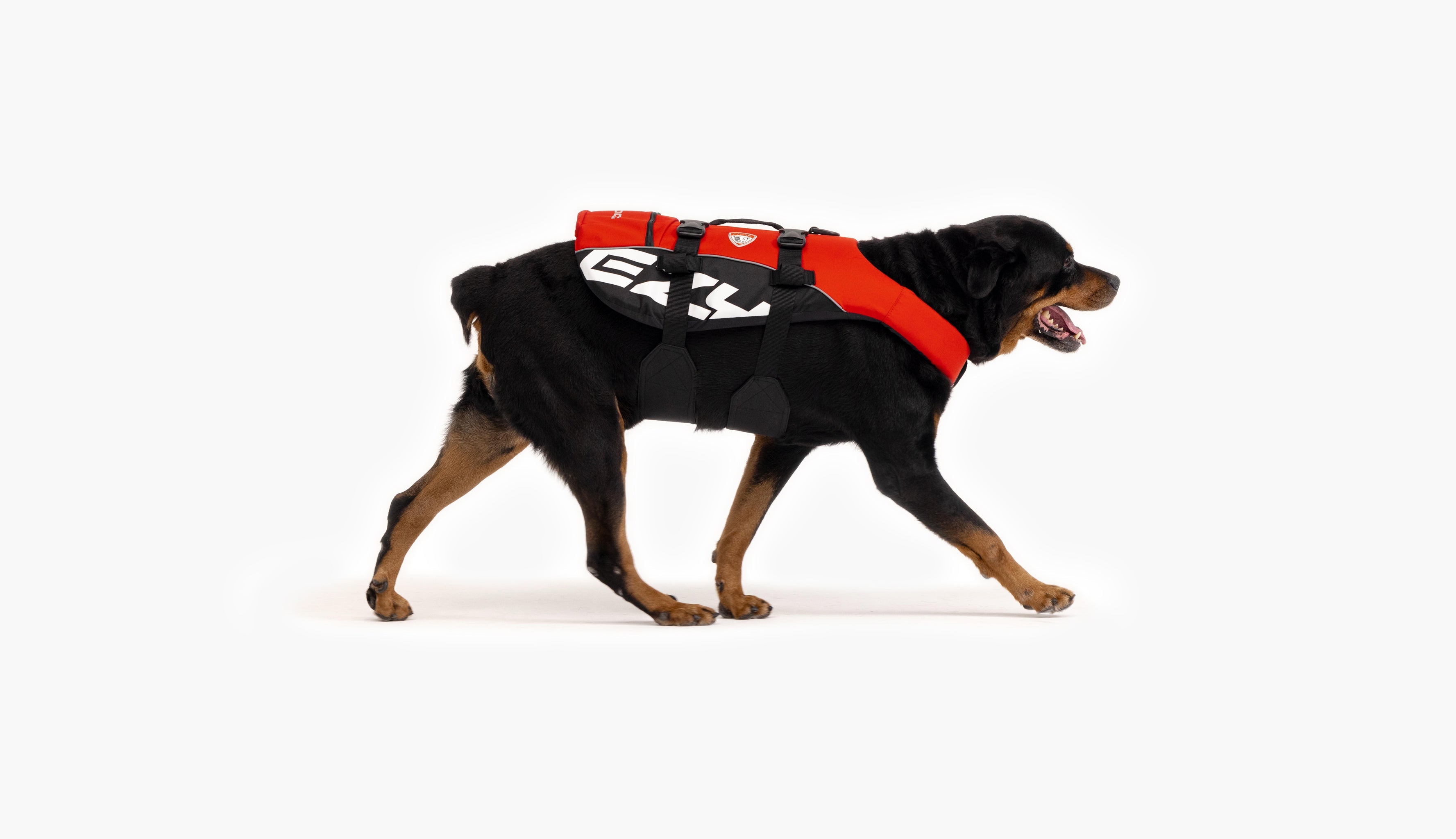 Rottweiler wearing a red EzyDog life vest while walking.