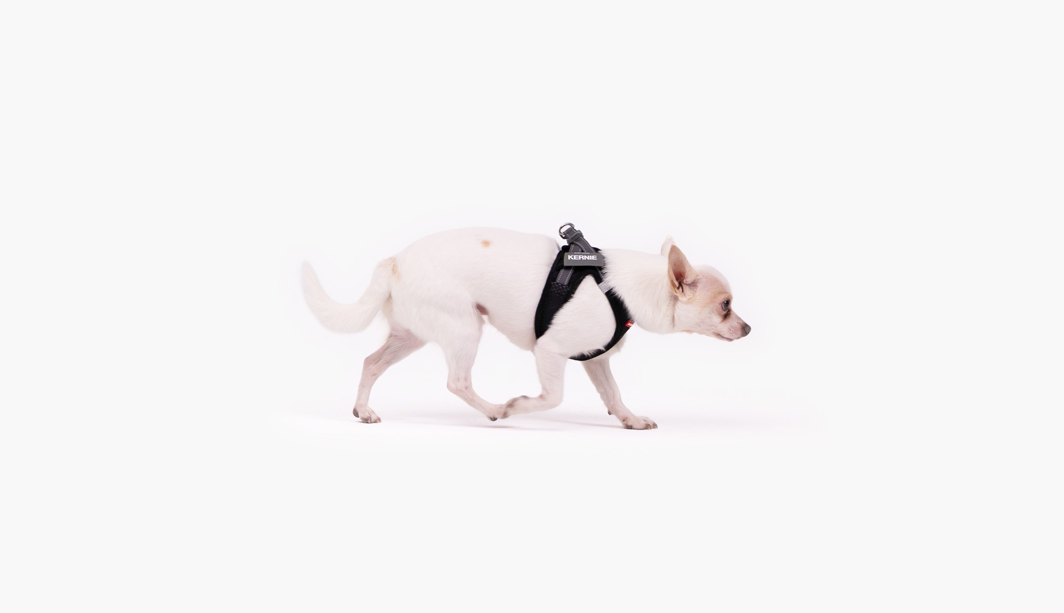 White Chihuahua wearing a black EzyDog harness while walking.