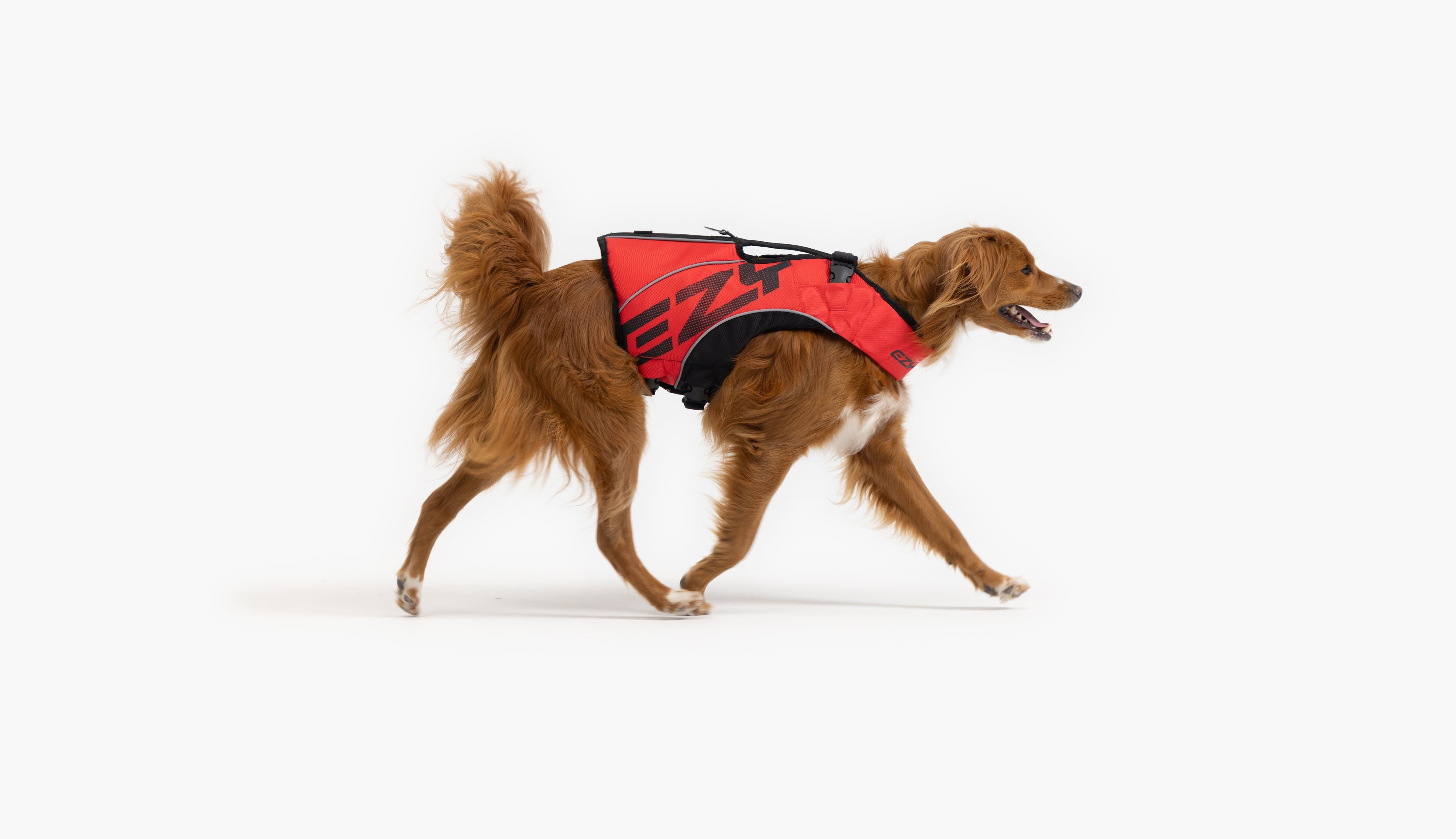 Brown dog wearing a red EzyDog harness while walking.