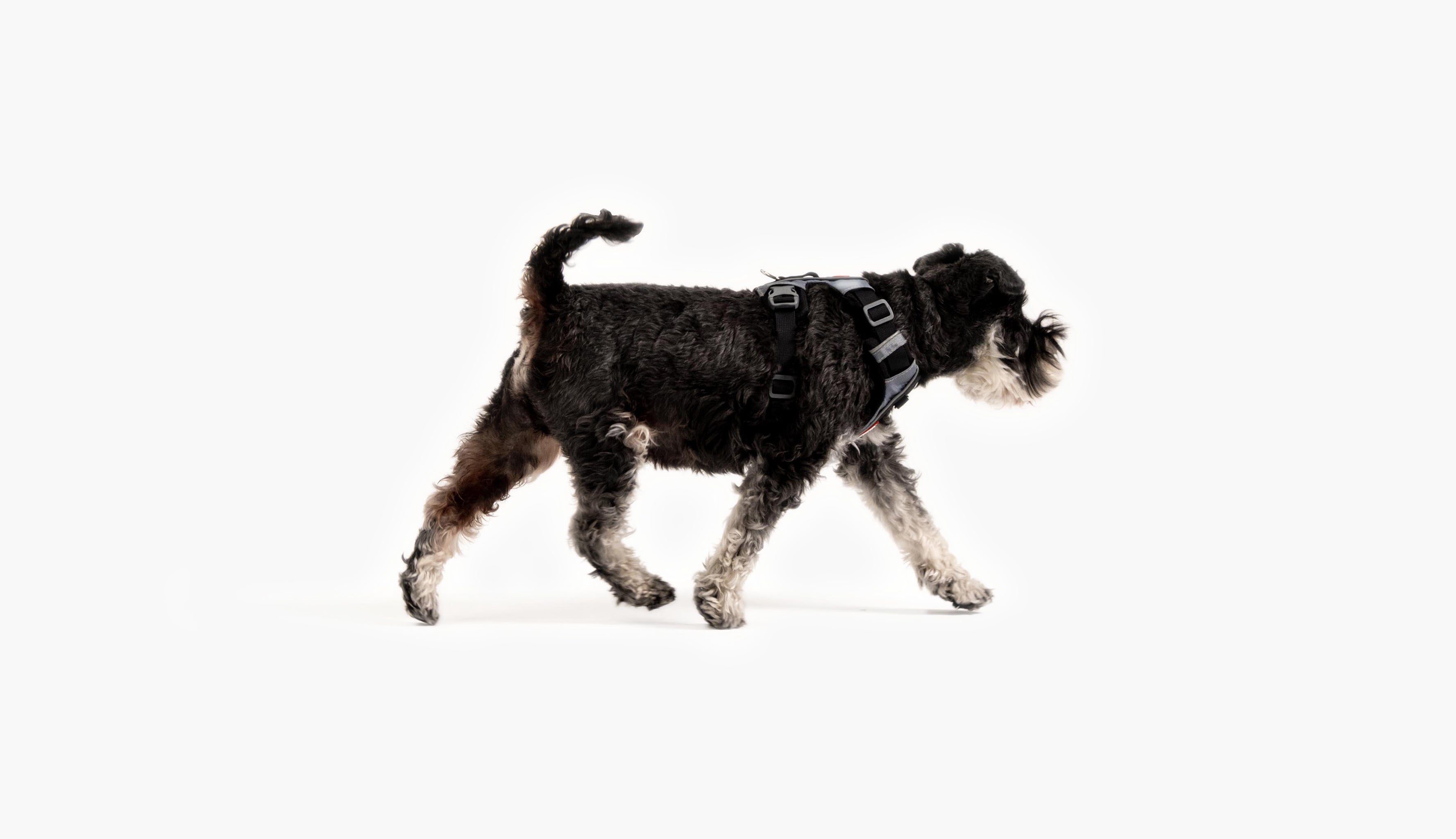 Black and tan dog walking in an EzyDog harness.