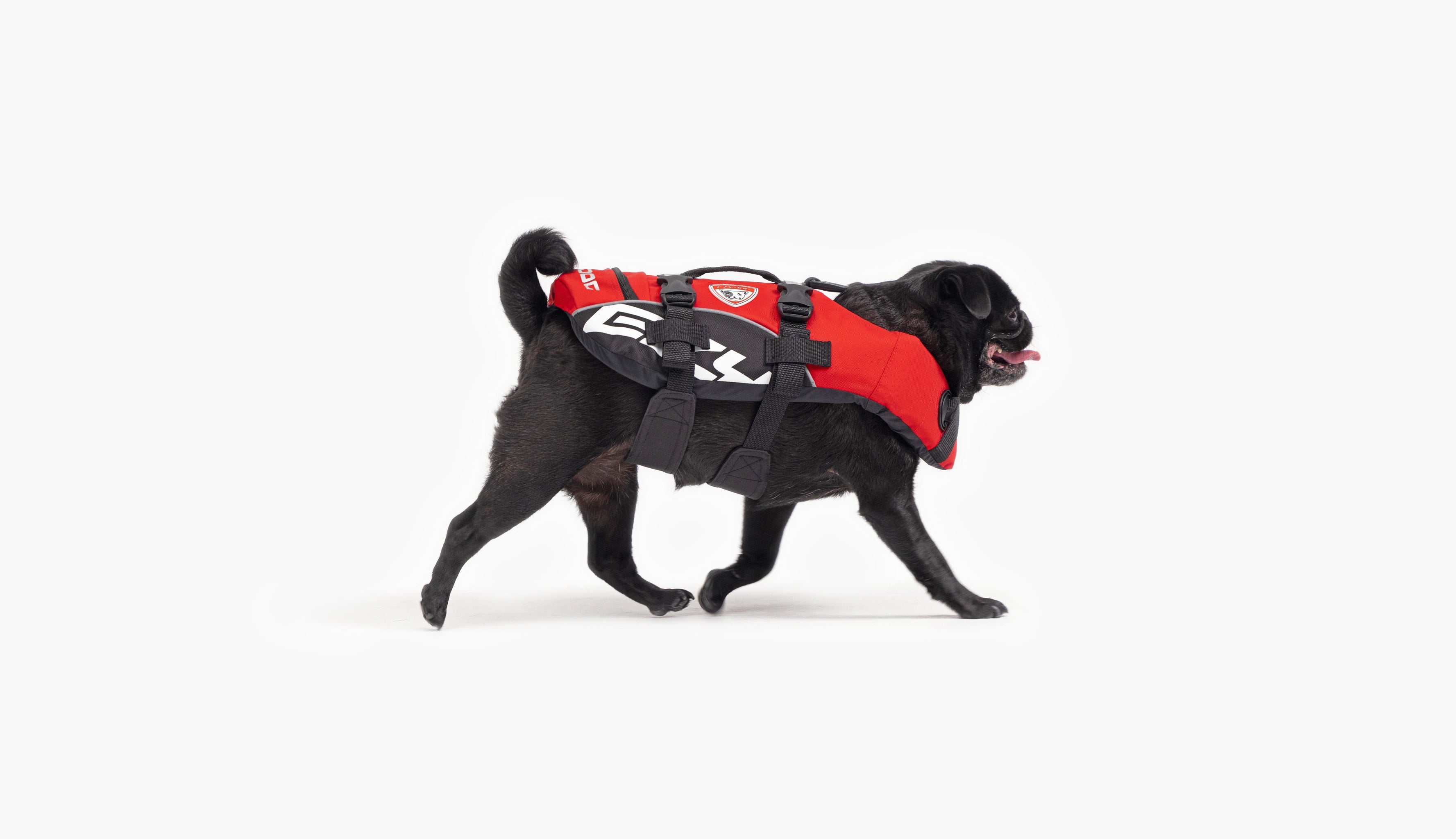 Black pug named Scout wearing a red EzyDog harness.