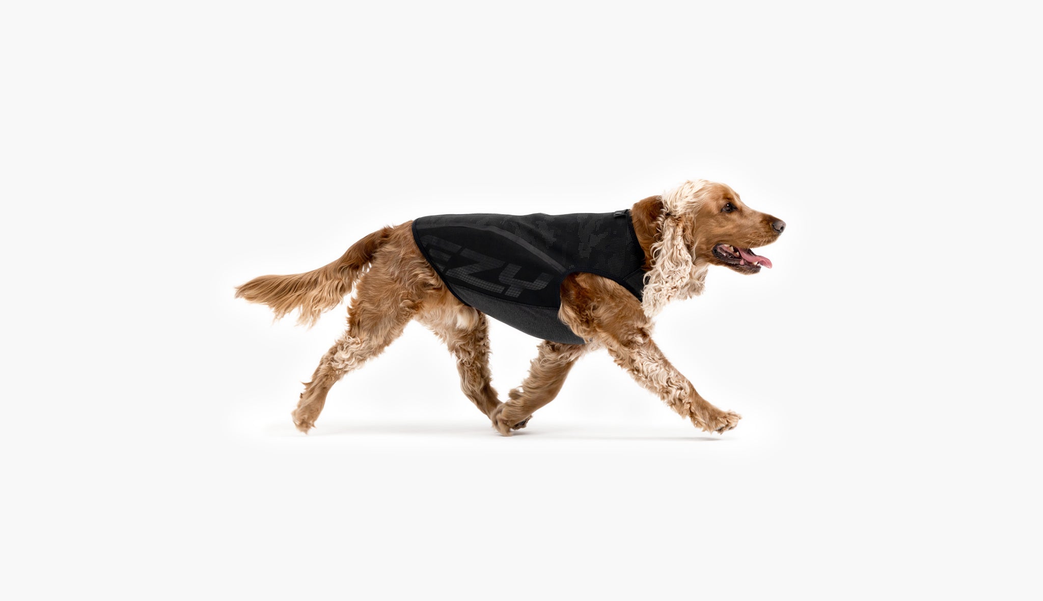 Cocker Spaniel named Wally in an EzyDog harness.