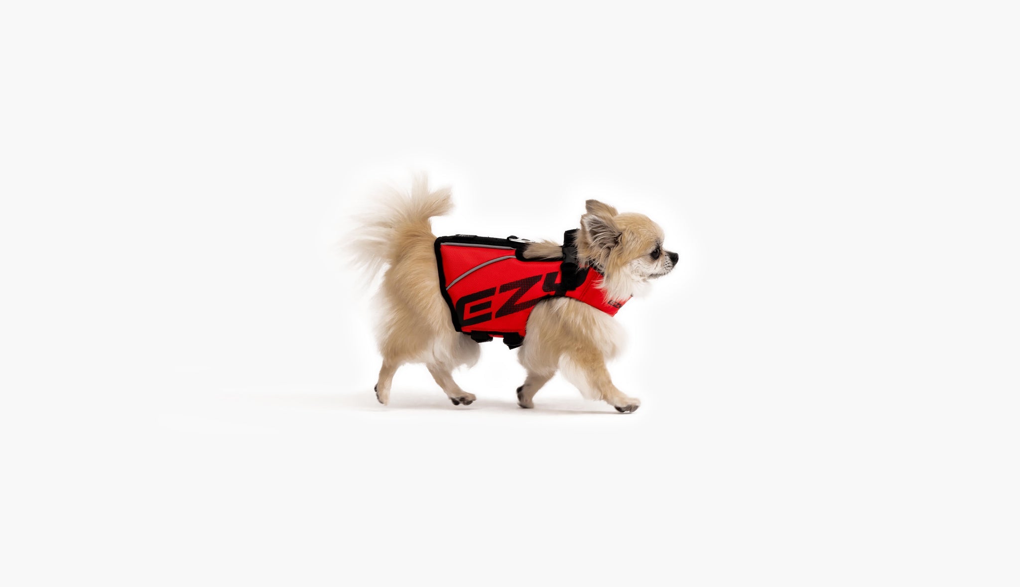 Chihuahua named Woolly in an EzyDog harness.
