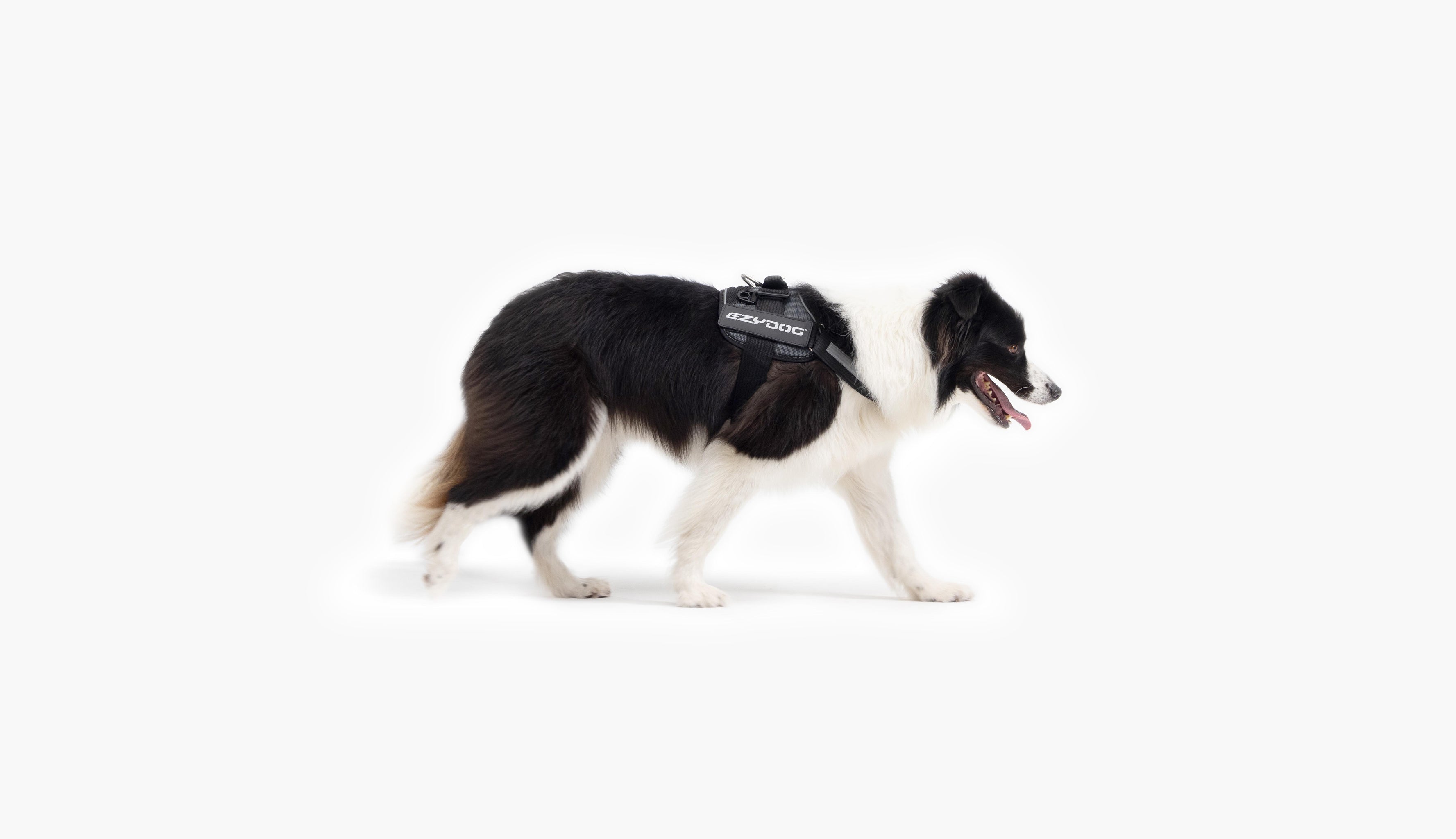 Border Collie named Ziggy wearing an EzyDog harness.