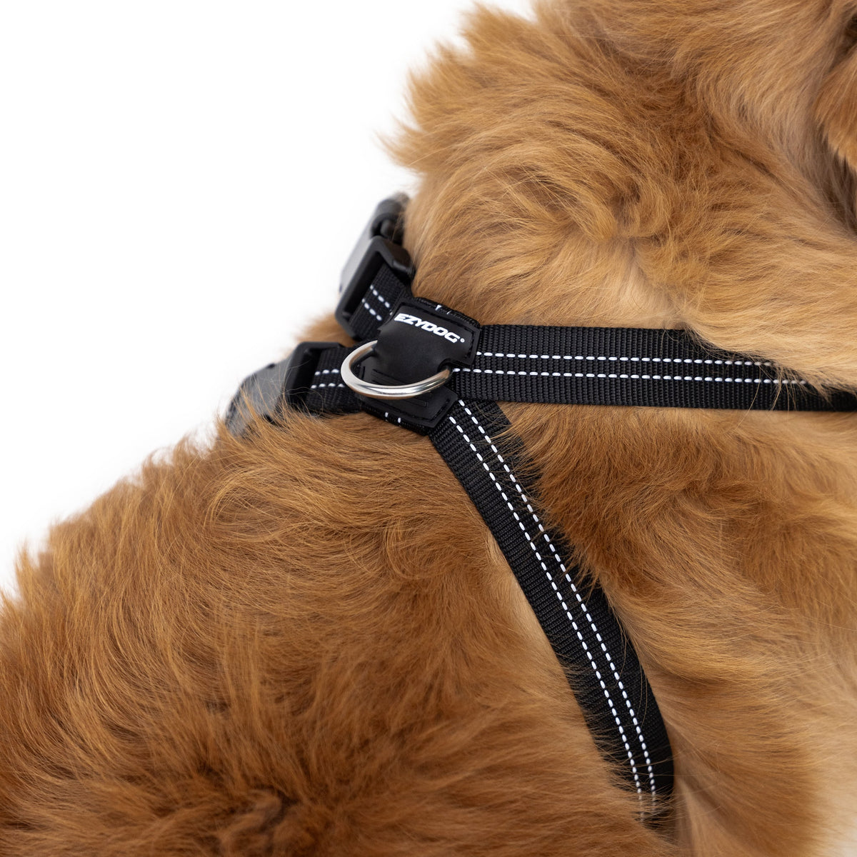 Close up view of Dog wearing a black Essential Chest Plate Harness