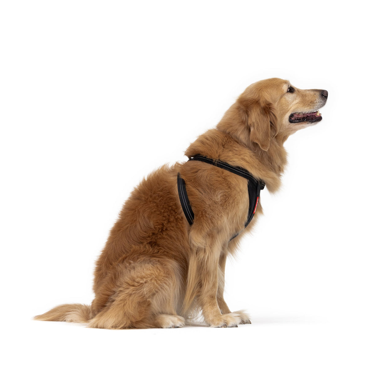 Golden Retriever Dog wearing a Black Essential Chest Plate Harness