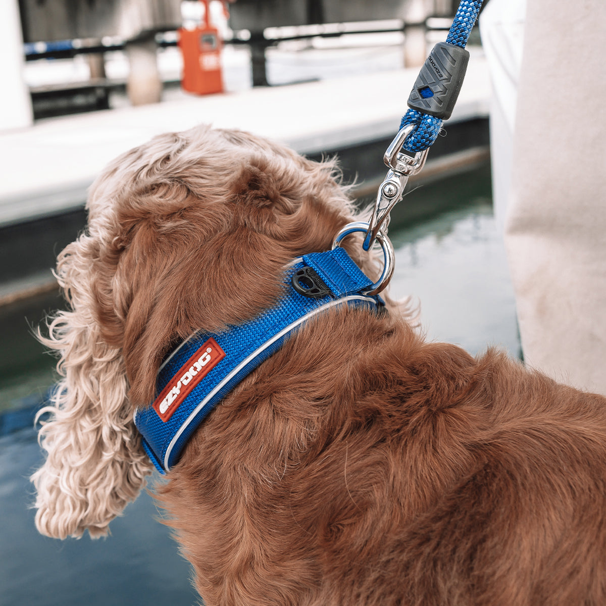 Dog with Neo Classic Collar