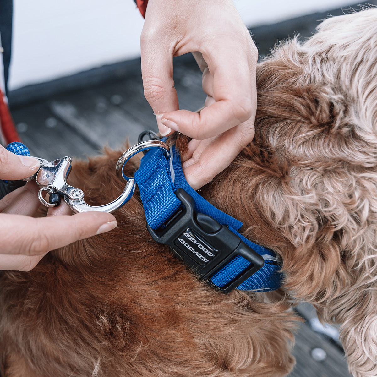 Neo Classic Dog Collar