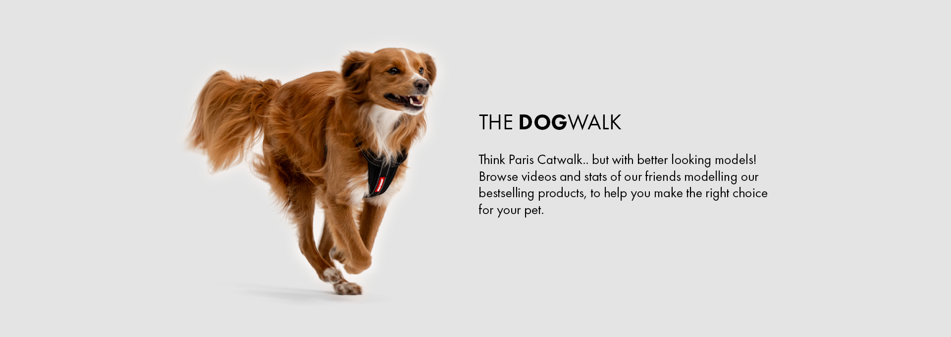 Page Banner DOGWALK Desktop