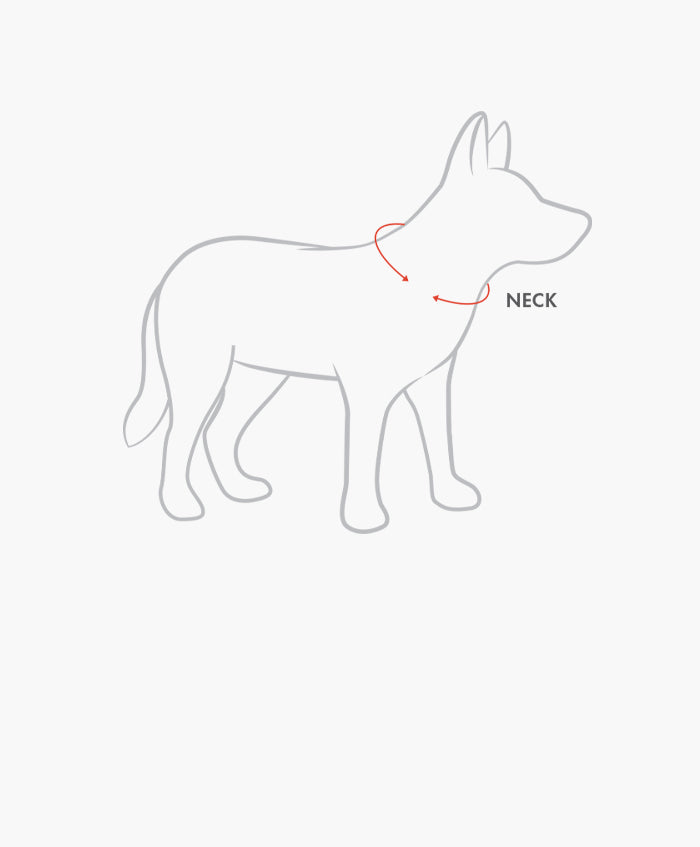 Sizing Dog Neck