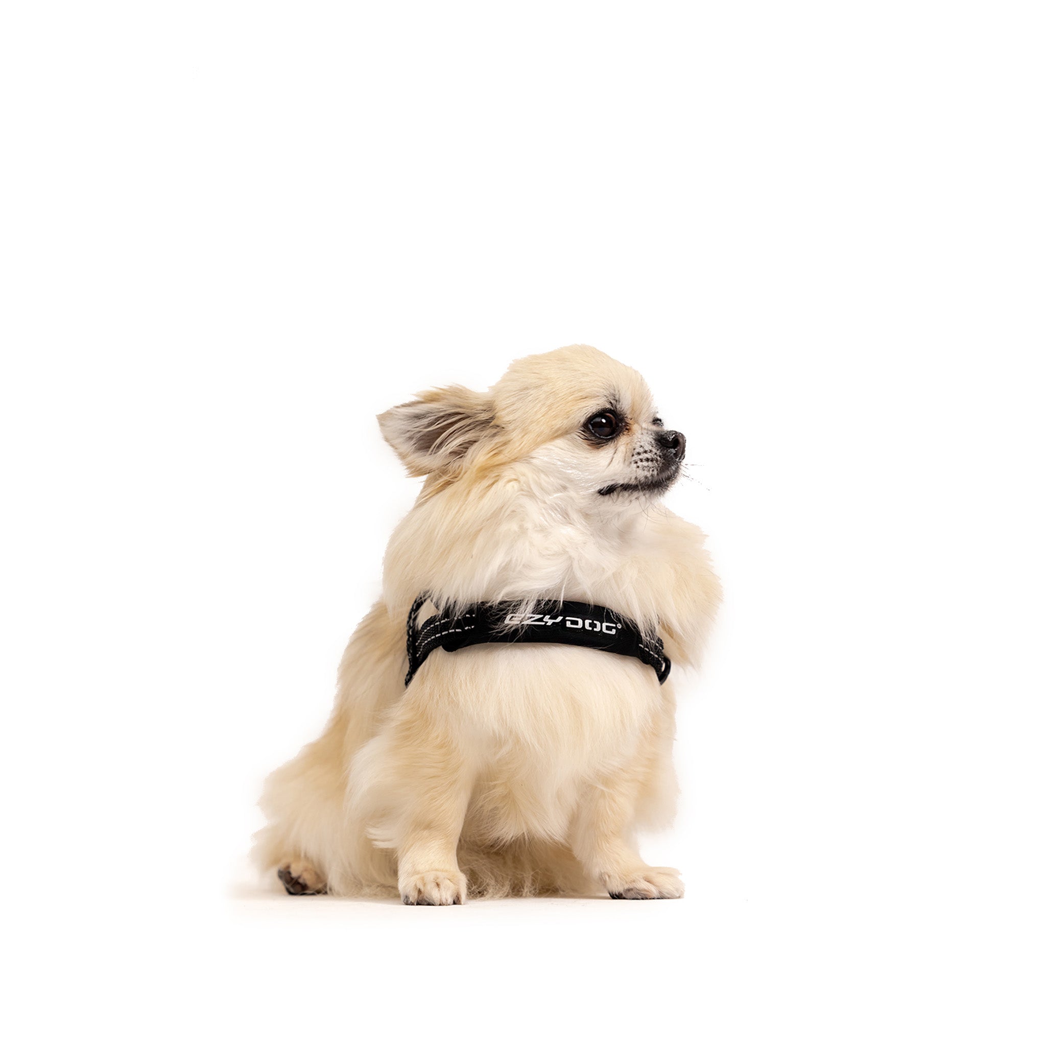 Small long-haired dog wearing a black EzyDog Quick Fit Dog harness on white background