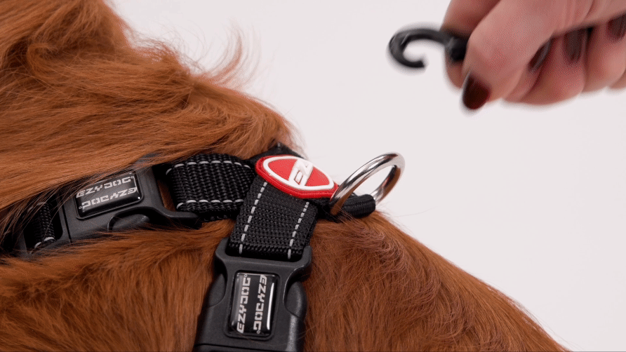 Zero Shock leash video