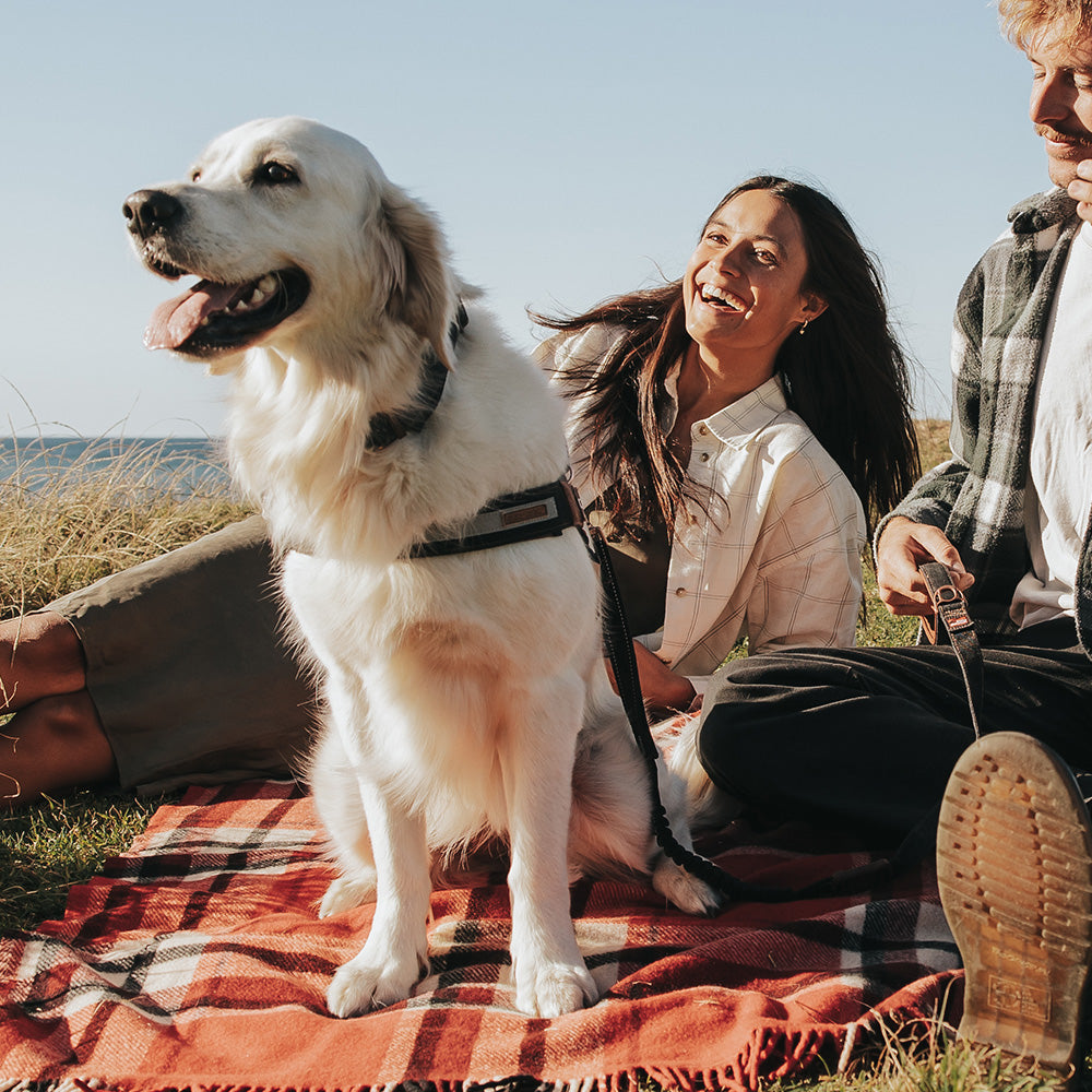 A couple enjoying a sunny outdoor moment with their dog wearing an EzyDog harness.
