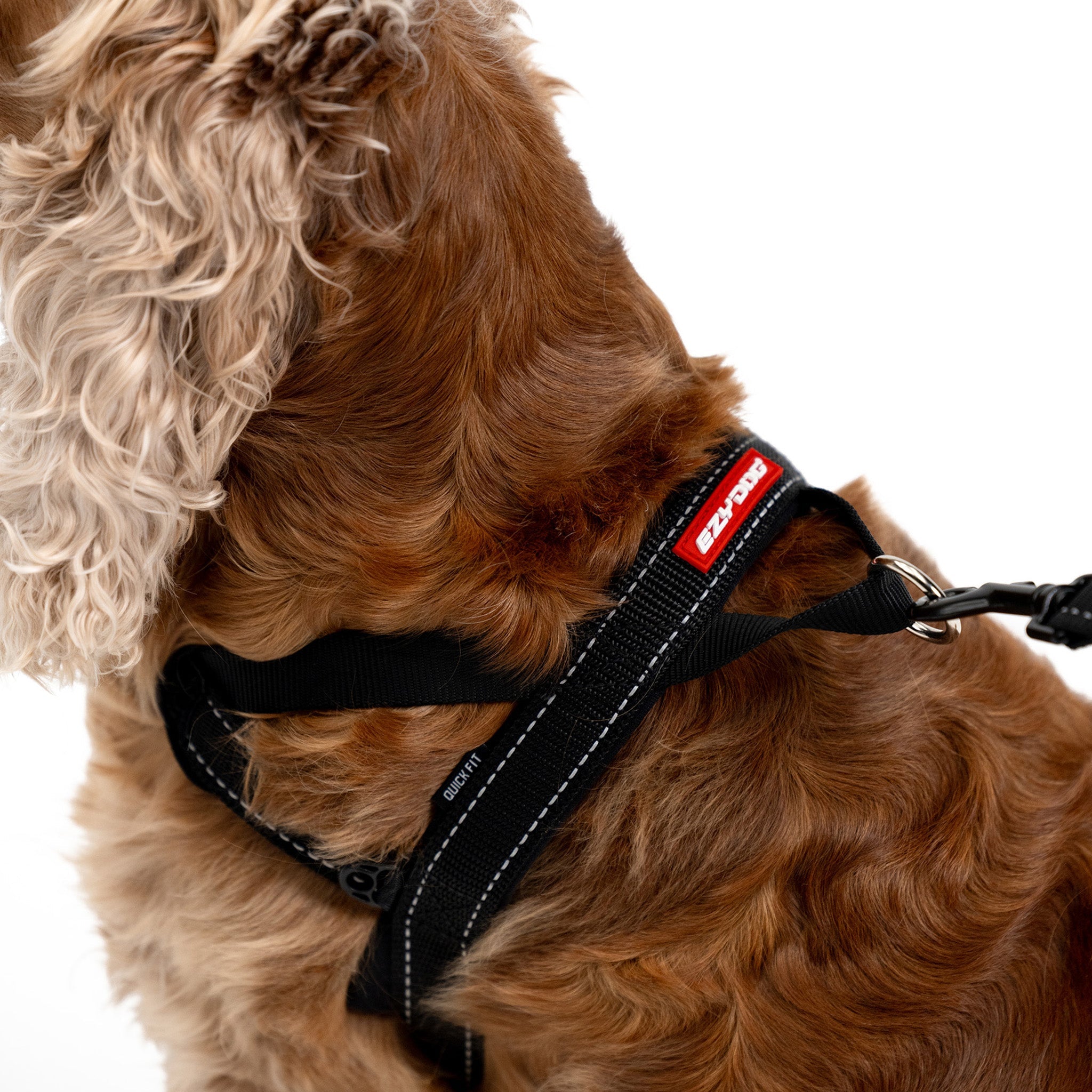 Clase-up view of Cocker Spaniel wearing EzyDog Quick Fit Harness in Black – Easy Fit Adjustable Dog Harness for NZ Walks