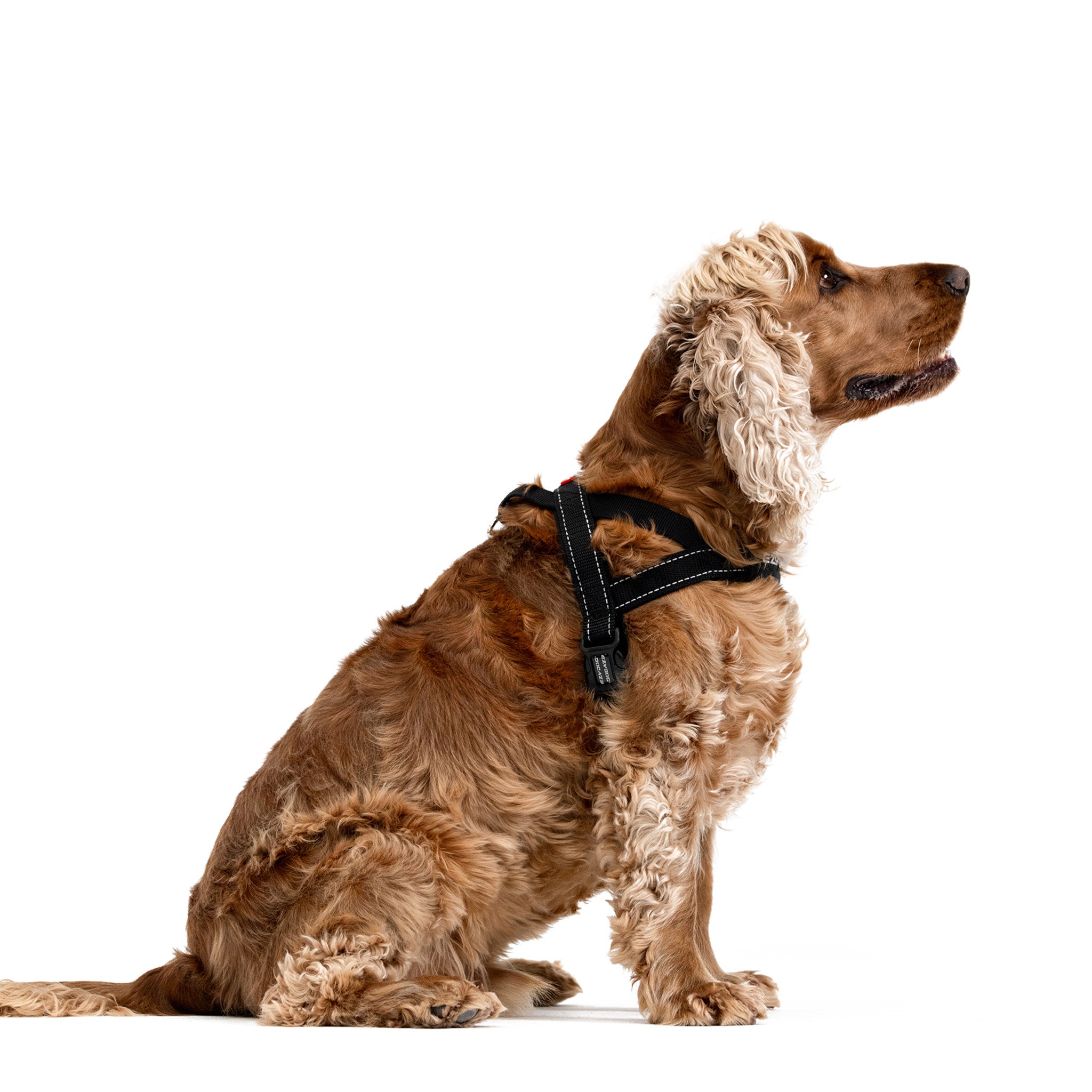 Side view of Cocker Spaniel wearing EzyDog Quick Fit Harness in Black – Easy Fit Adjustable Dog Harness for NZ Walks