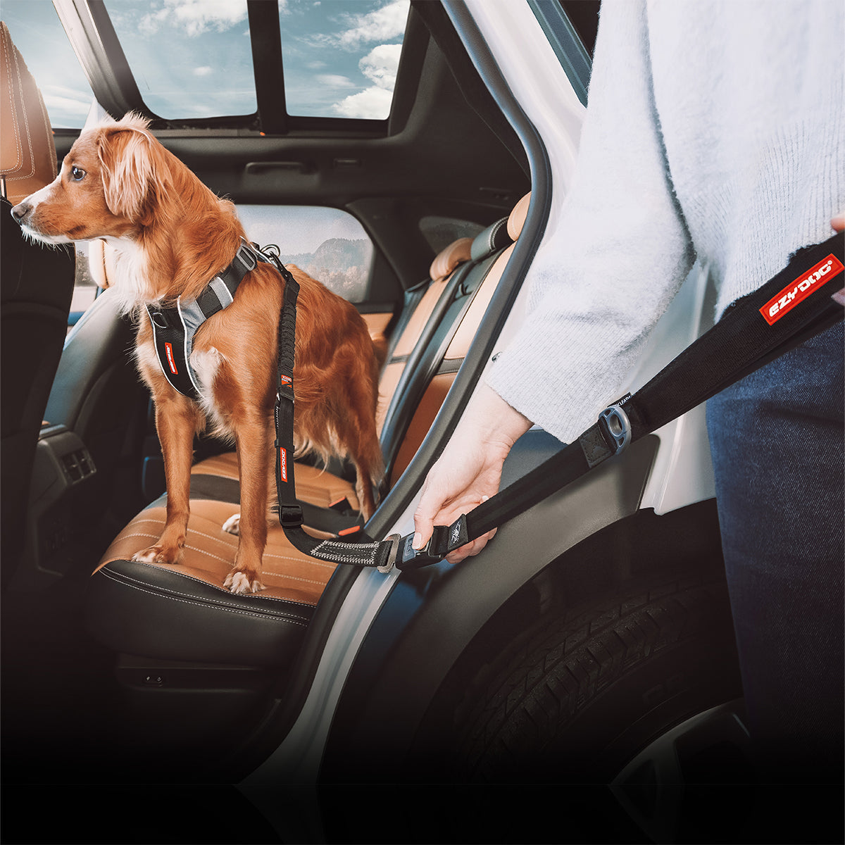 Person holding an EzyDog Click Leash attached to a harnessed dog near a car.