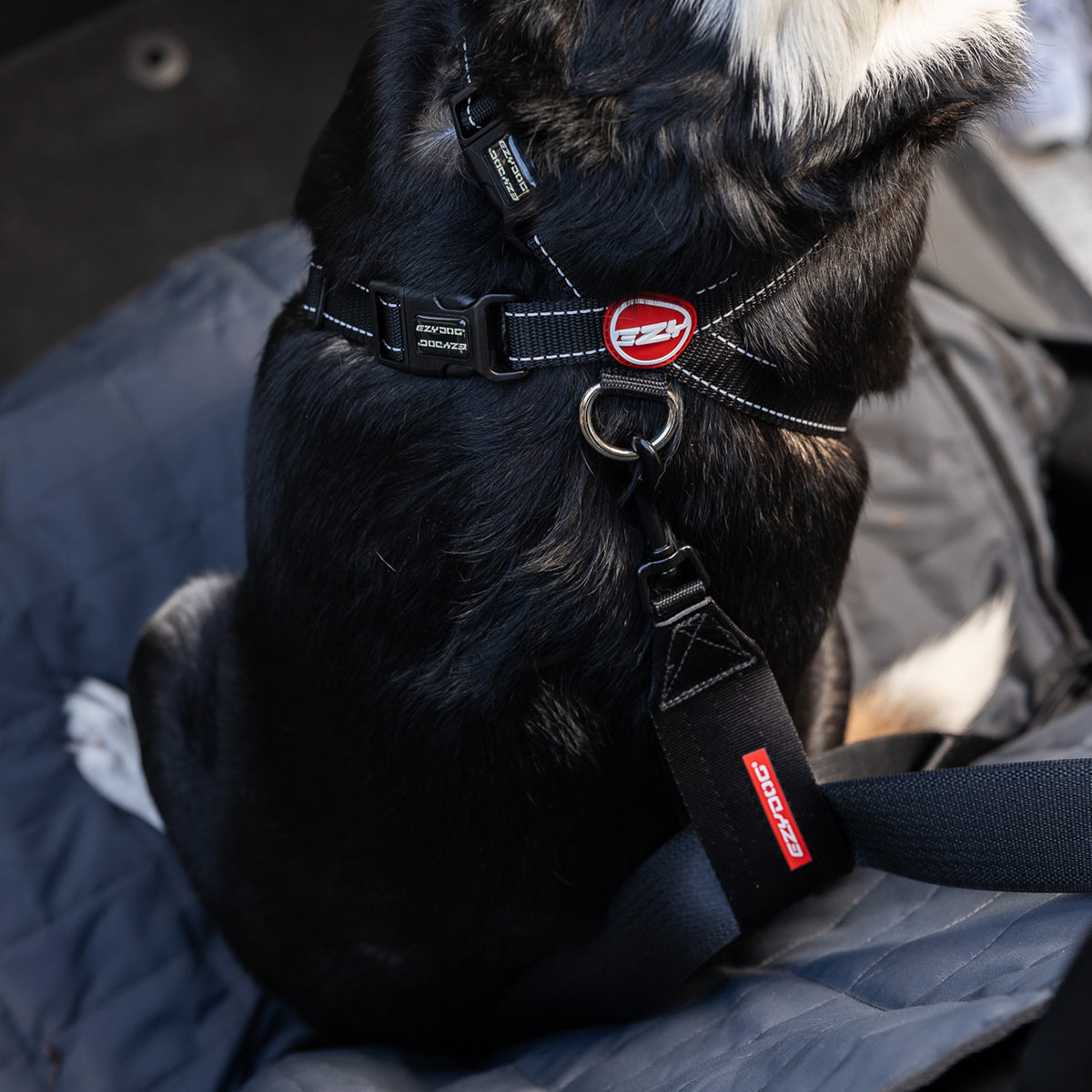 EzyDog Dog Seat Belt Restraint Attached to Harness – Safe and Secure Dog Car Travel