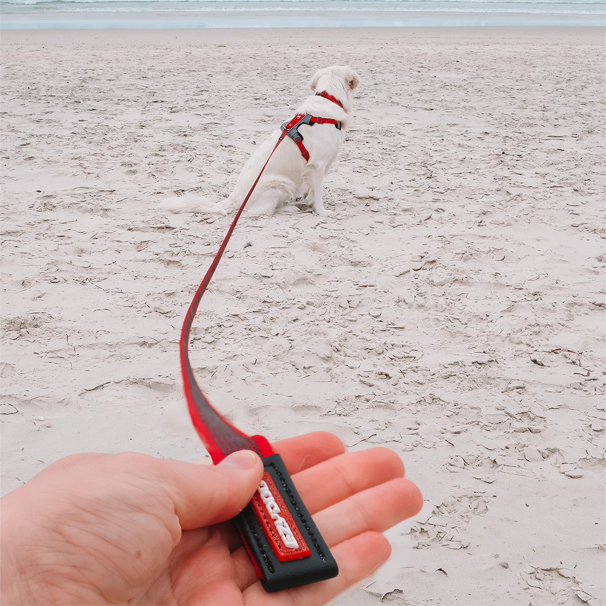 Dog on the beach with EzyDog Track N Train 5m Long Dog Lead – Red Leash for Training and Recall